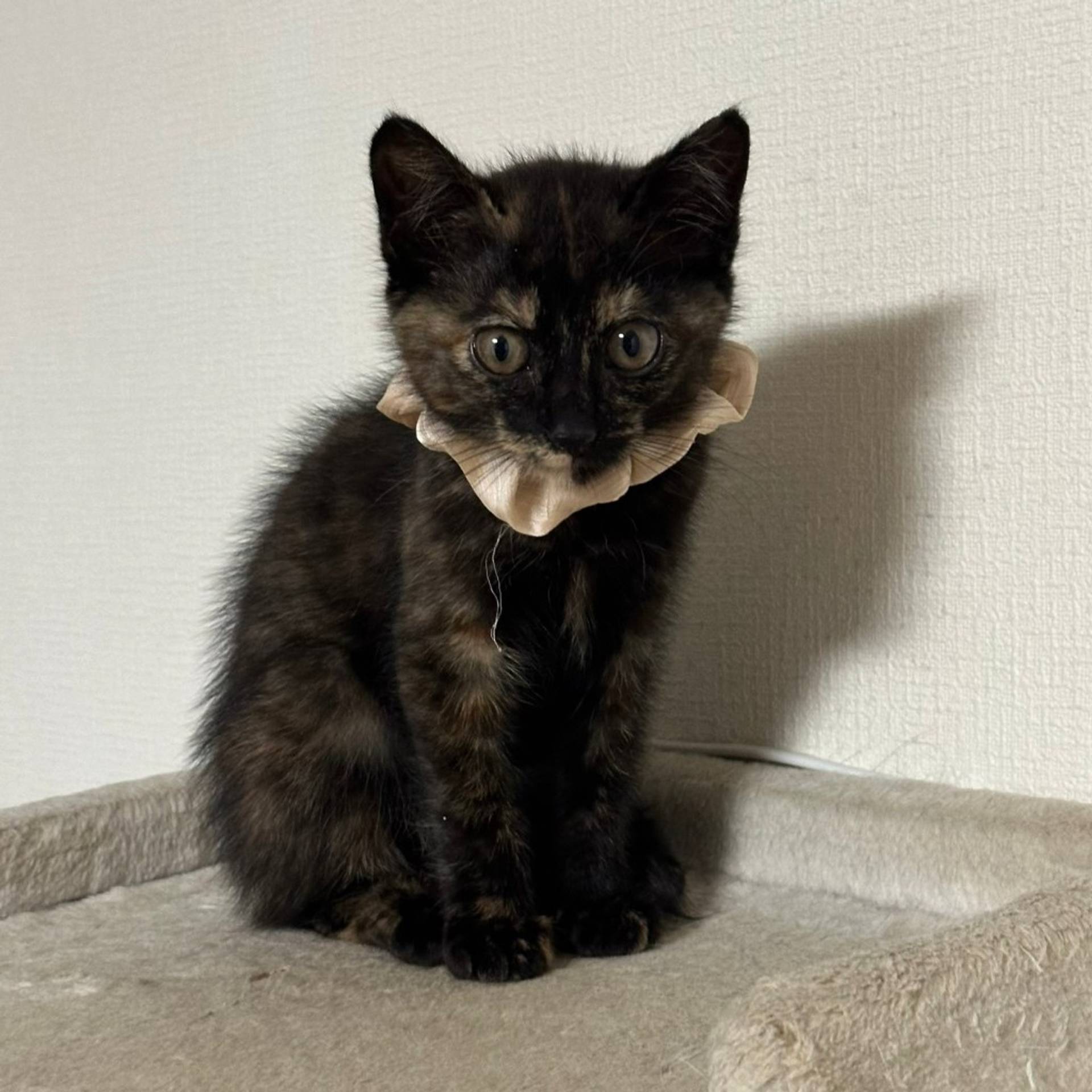 雑種（ミックス猫）・メスの里親募集の写真