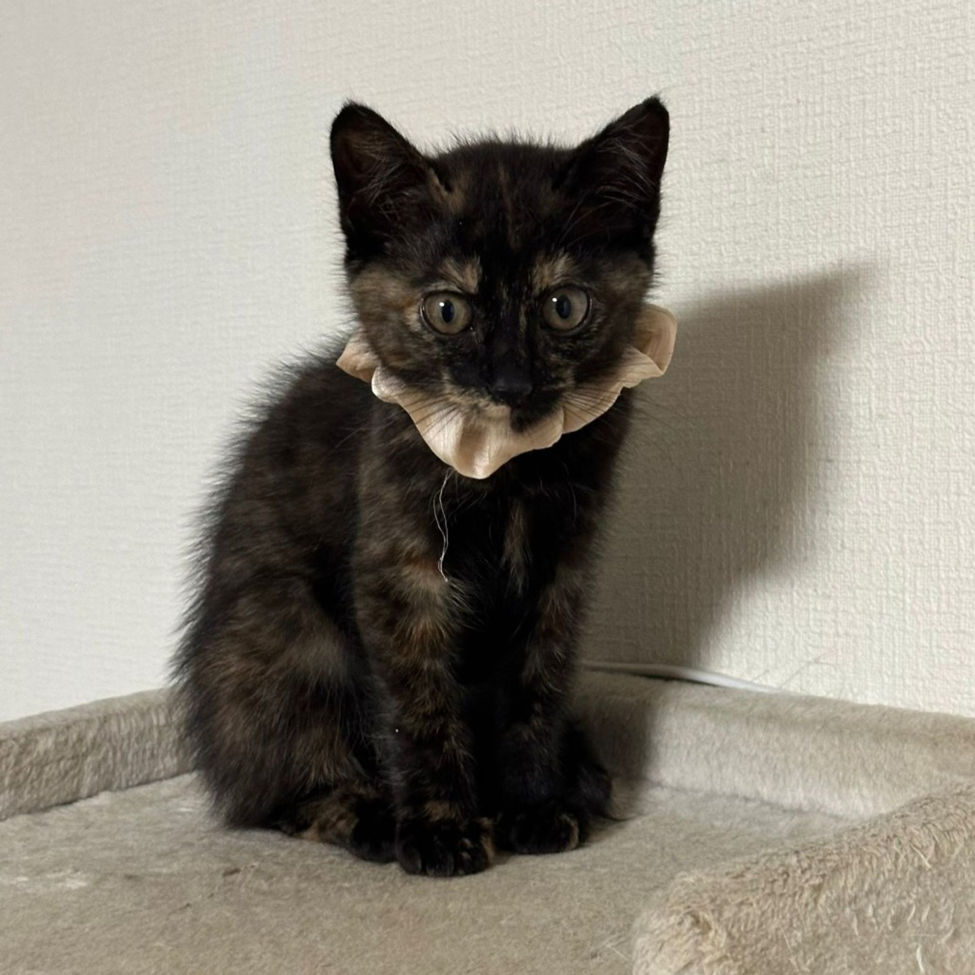 雑種（ミックス猫）・メスの里親募集の写真
