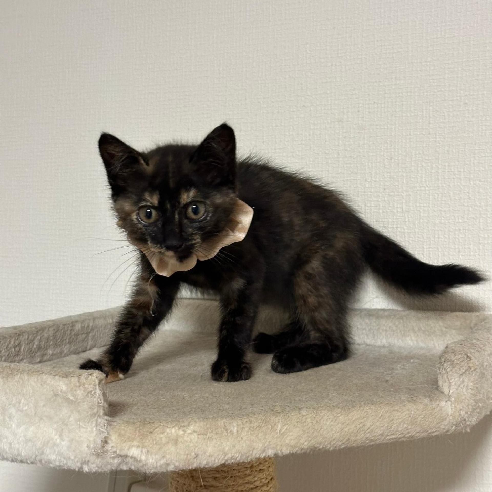 pet-image-5