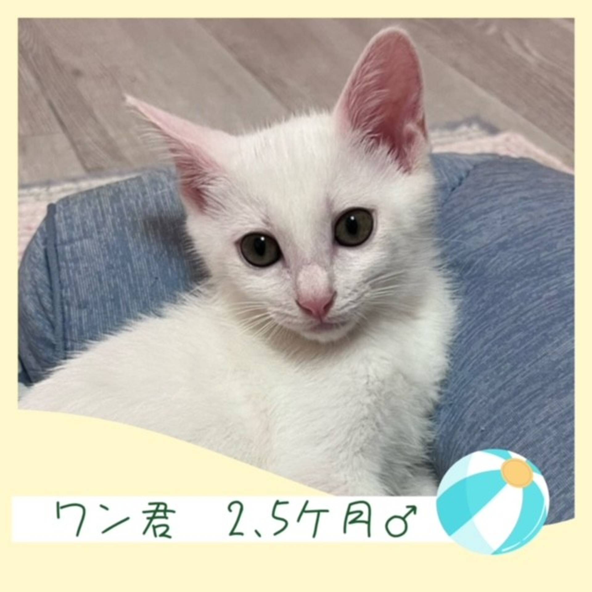 雑種（ミックス猫）・オスの里親募集の写真