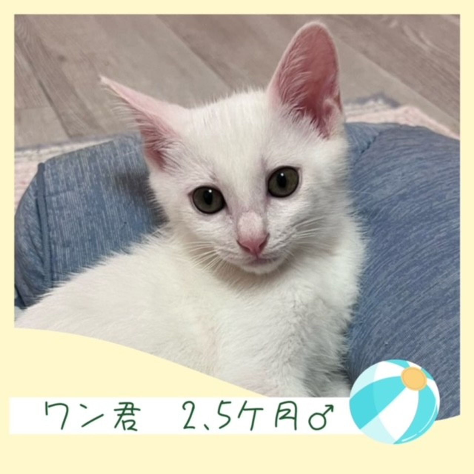 雑種（ミックス猫）・オスの里親募集の写真