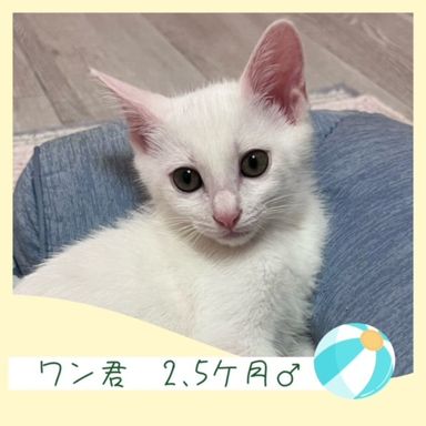 ワン君の写真