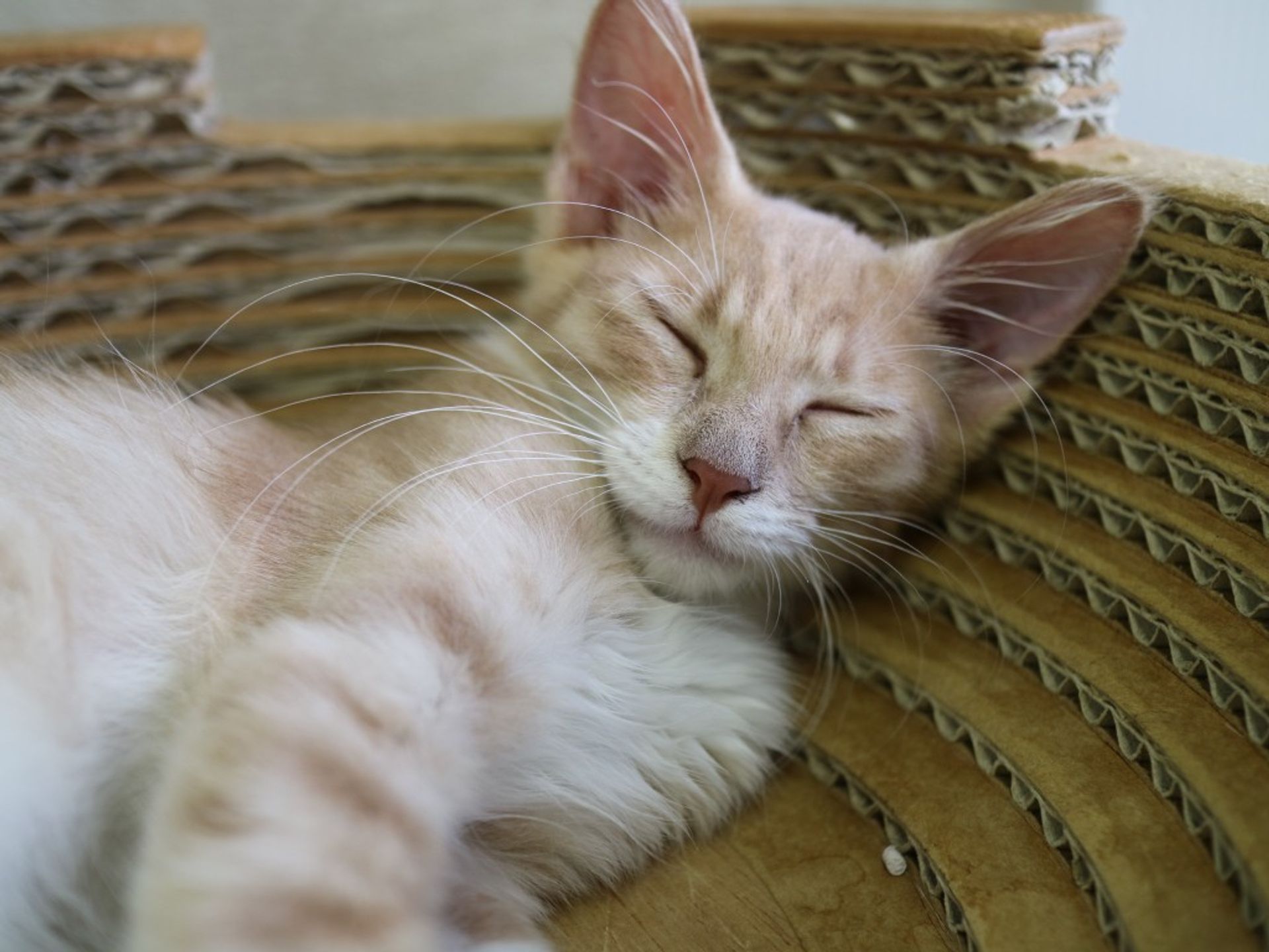 雑種（ミックス猫）・メスの里親募集の写真