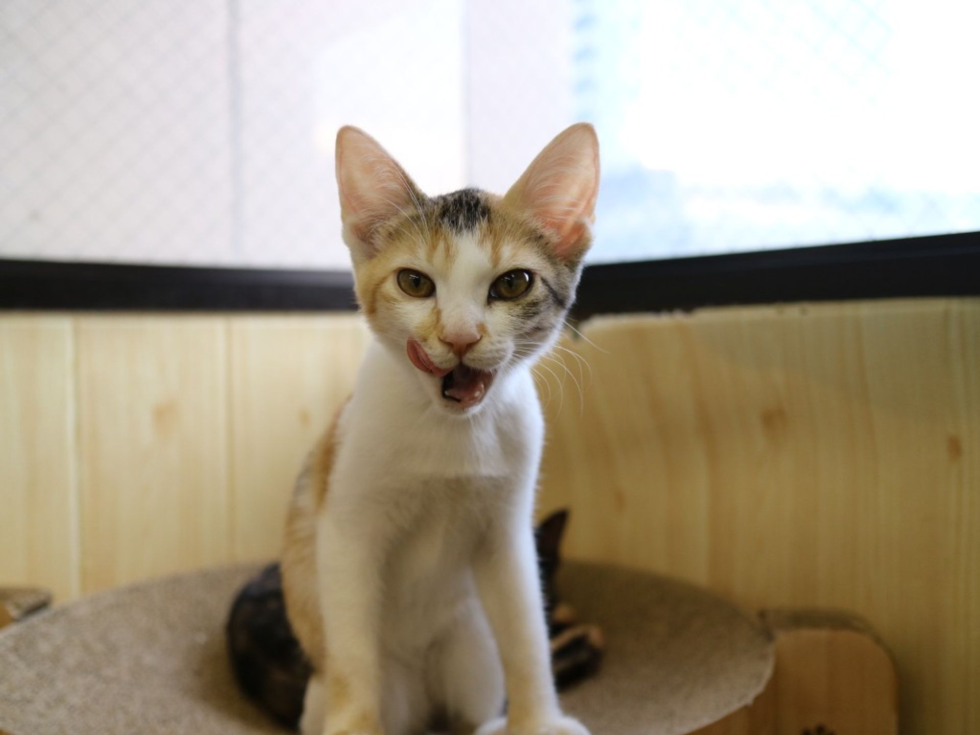 雑種（ミックス猫）・メスの里親募集の写真