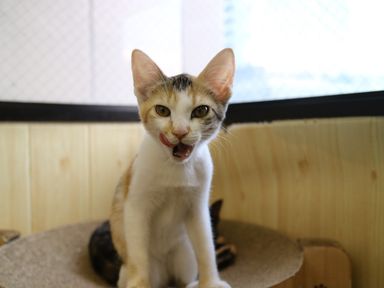ラムの写真