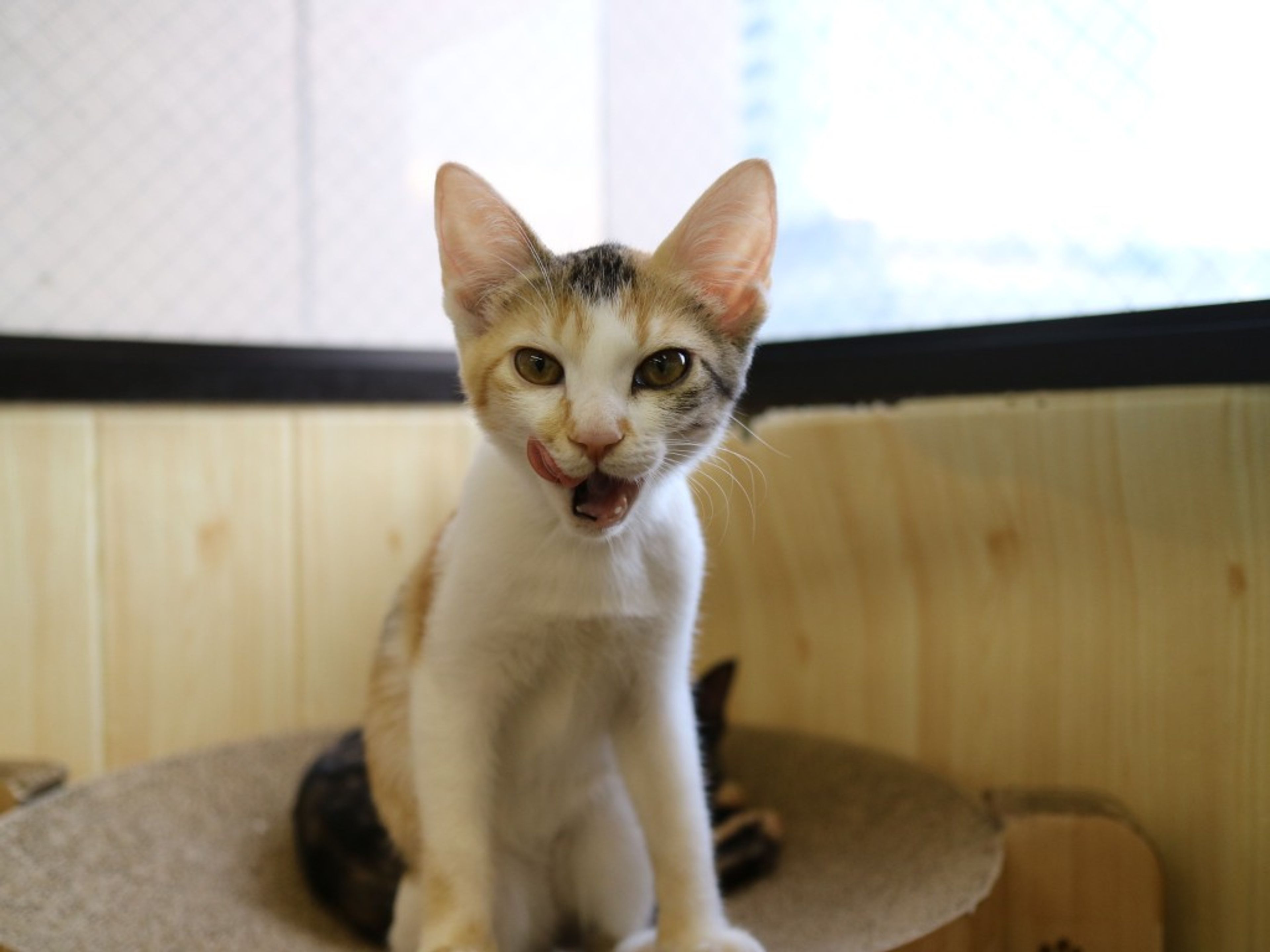 雑種（ミックス猫）・メスの里親募集の写真