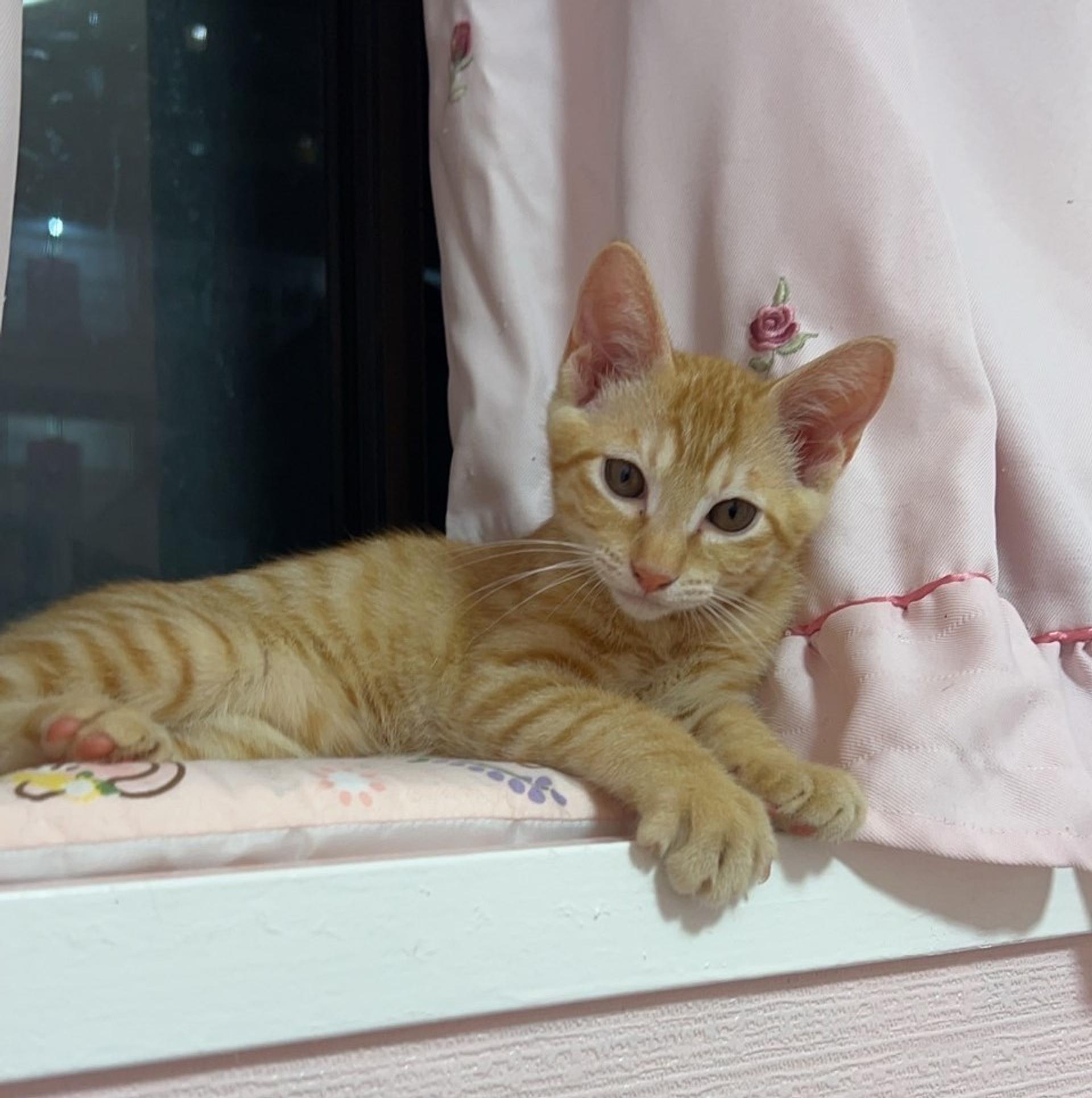 pet-image-2