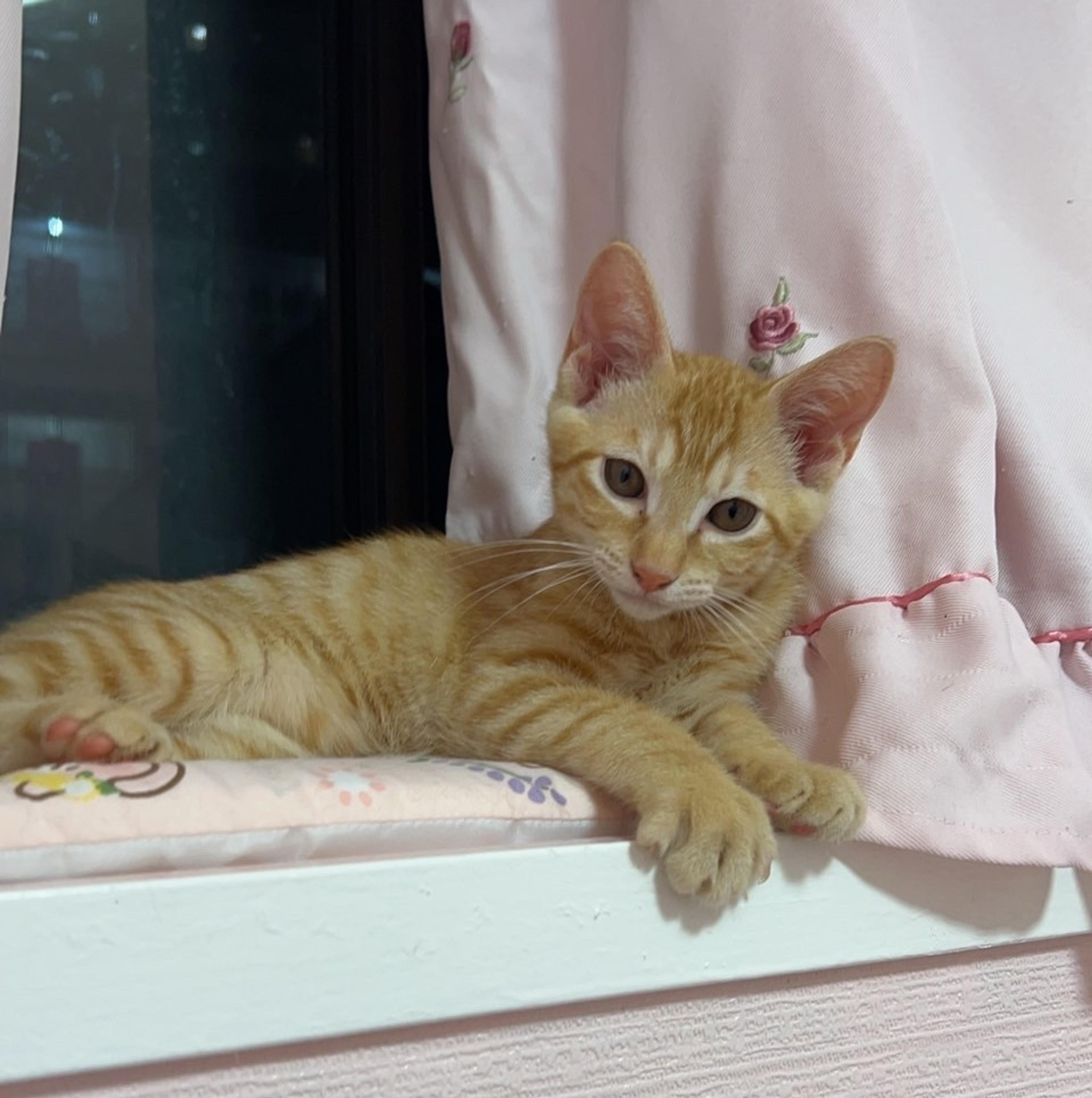 pet-image-2