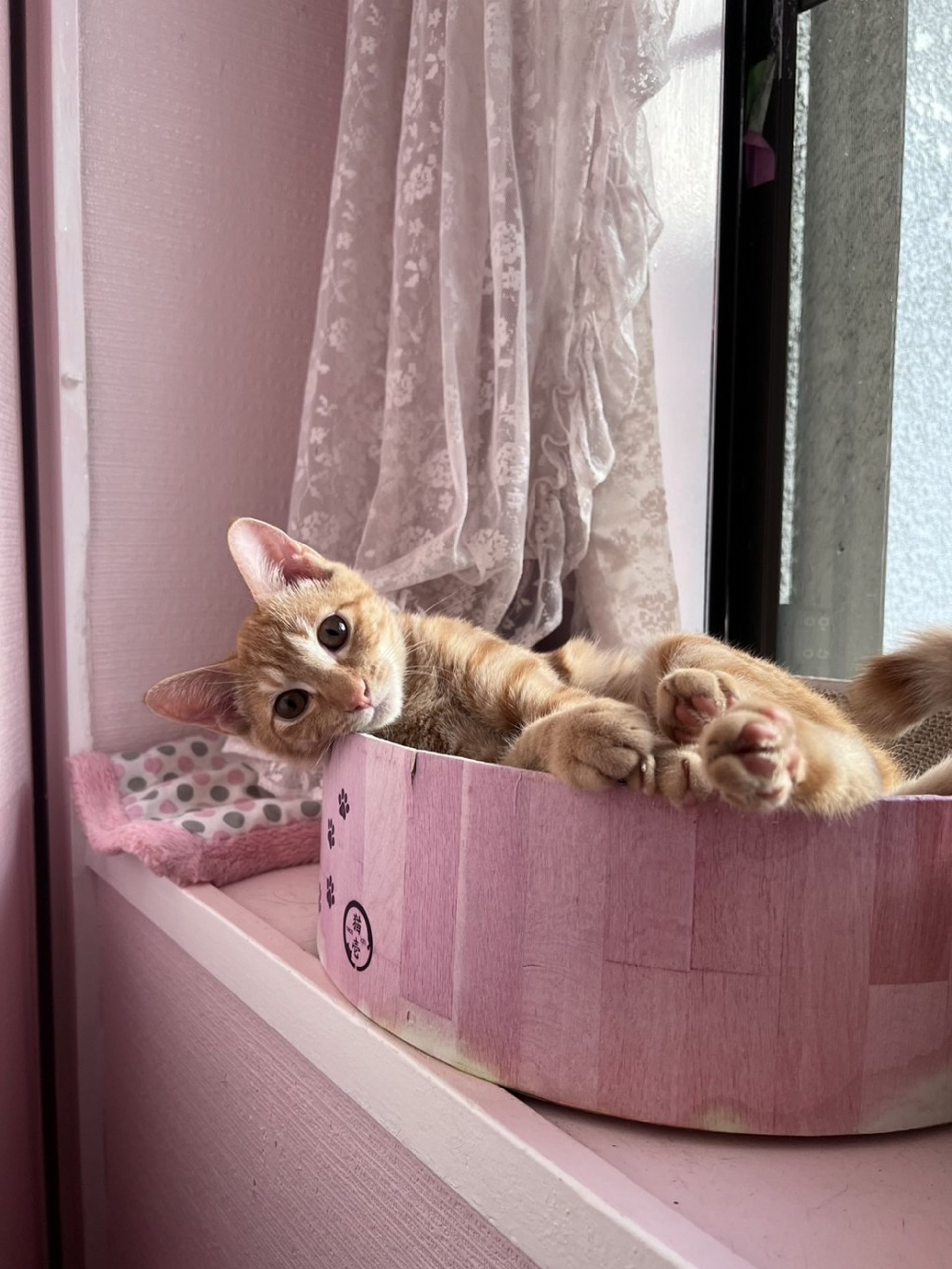 雑種（ミックス猫）・オスの里親募集の写真