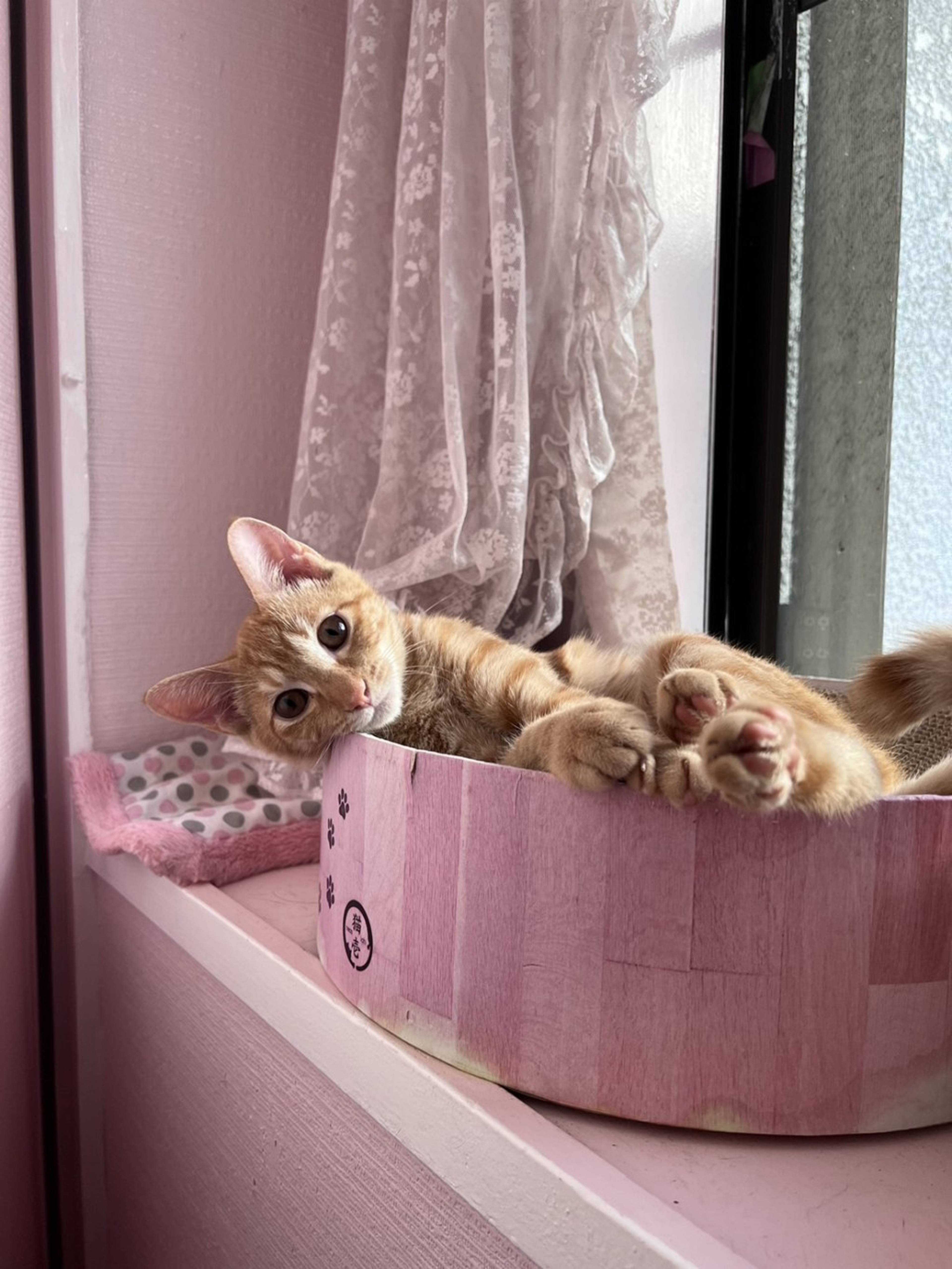 雑種（ミックス猫）・オスの里親募集の写真