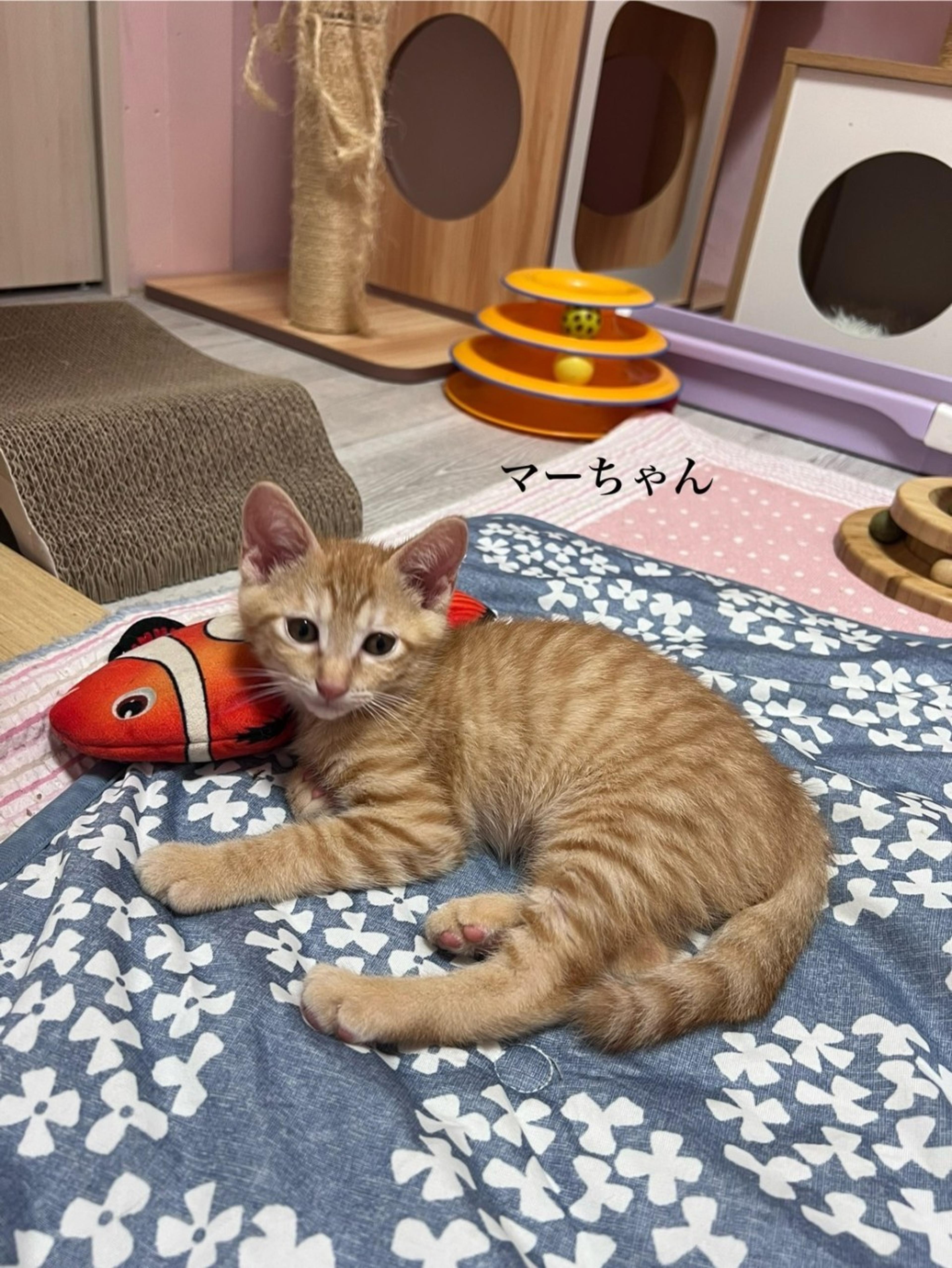 pet-image-3