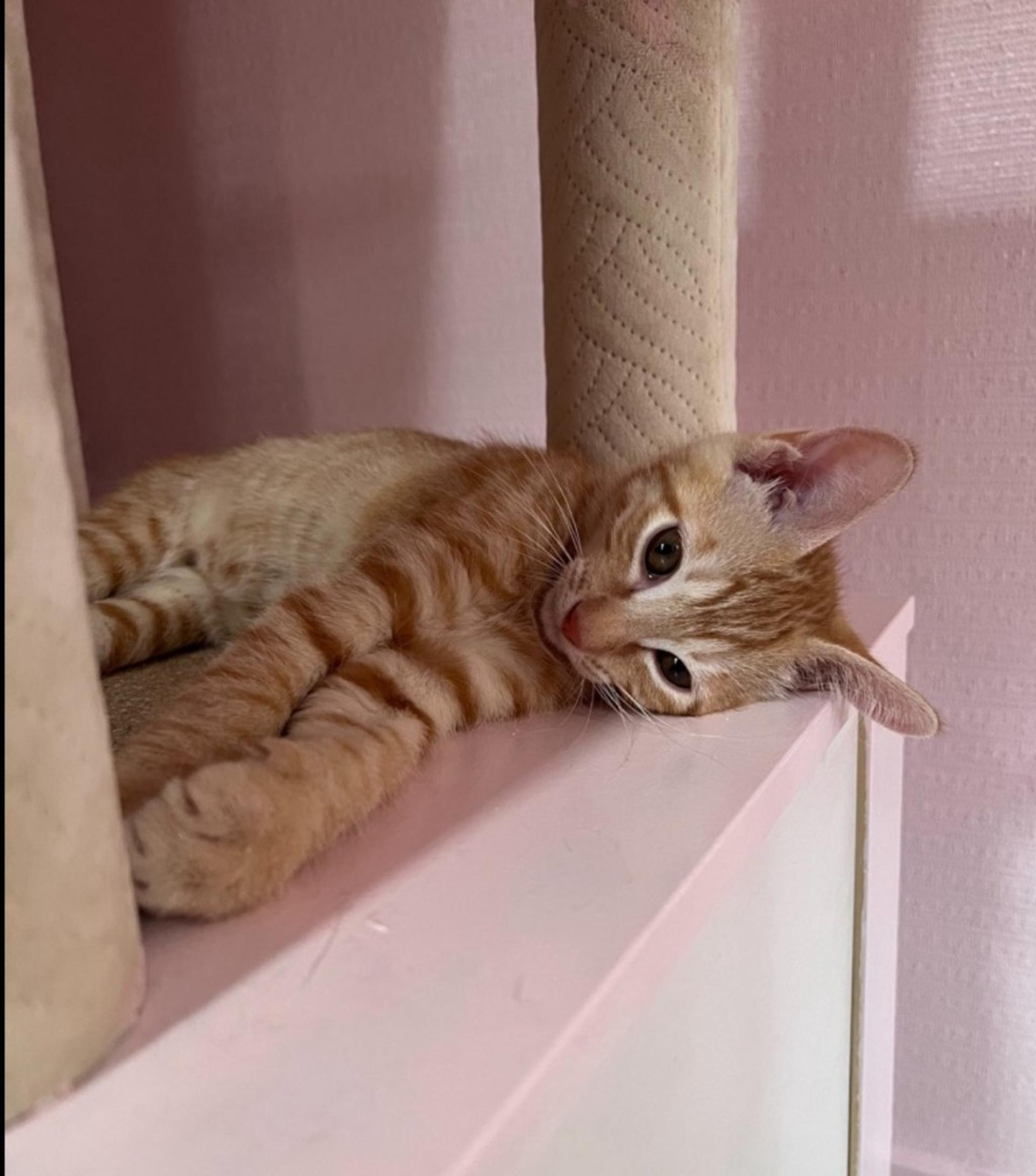 pet-image-4