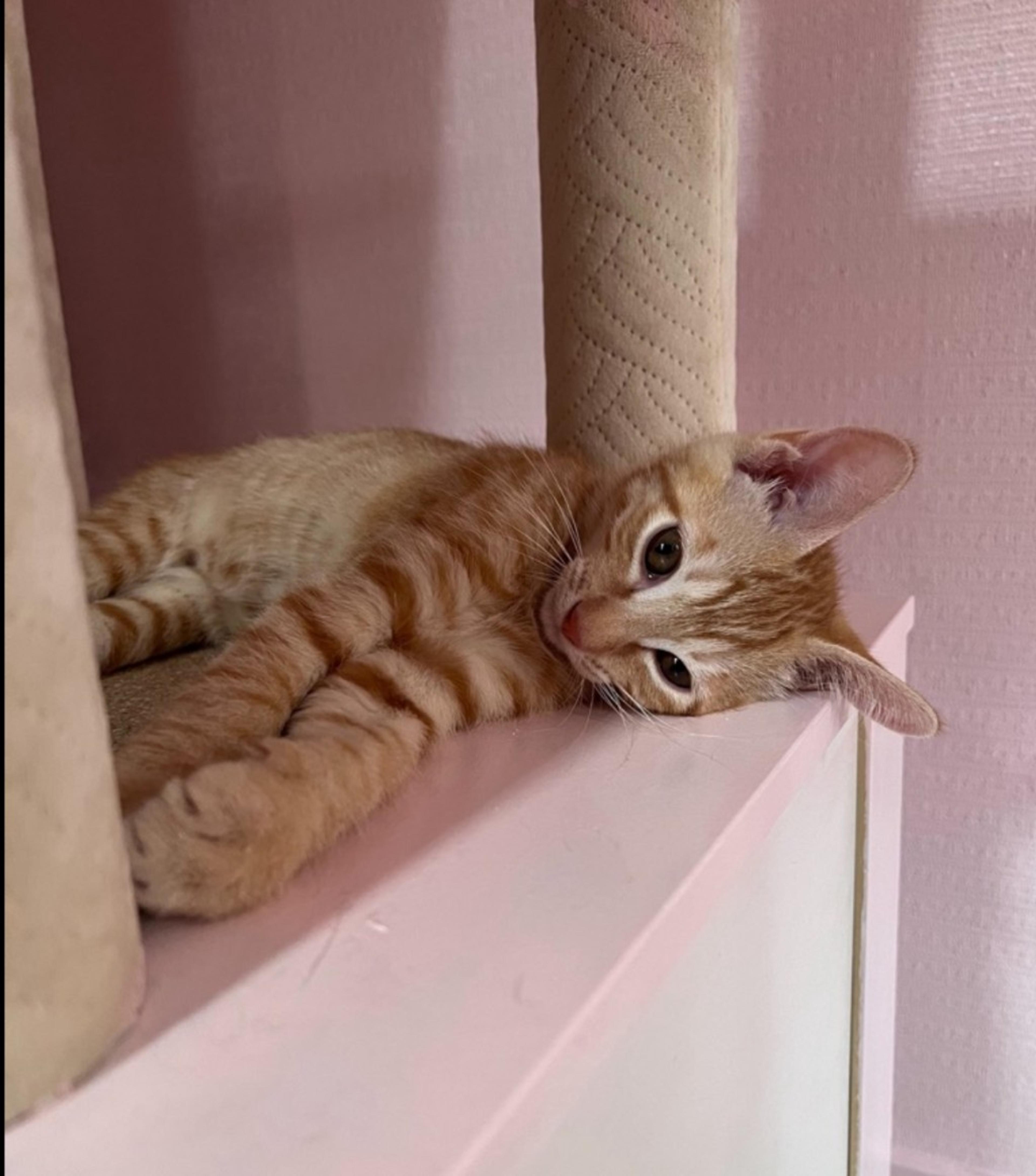 pet-image-4