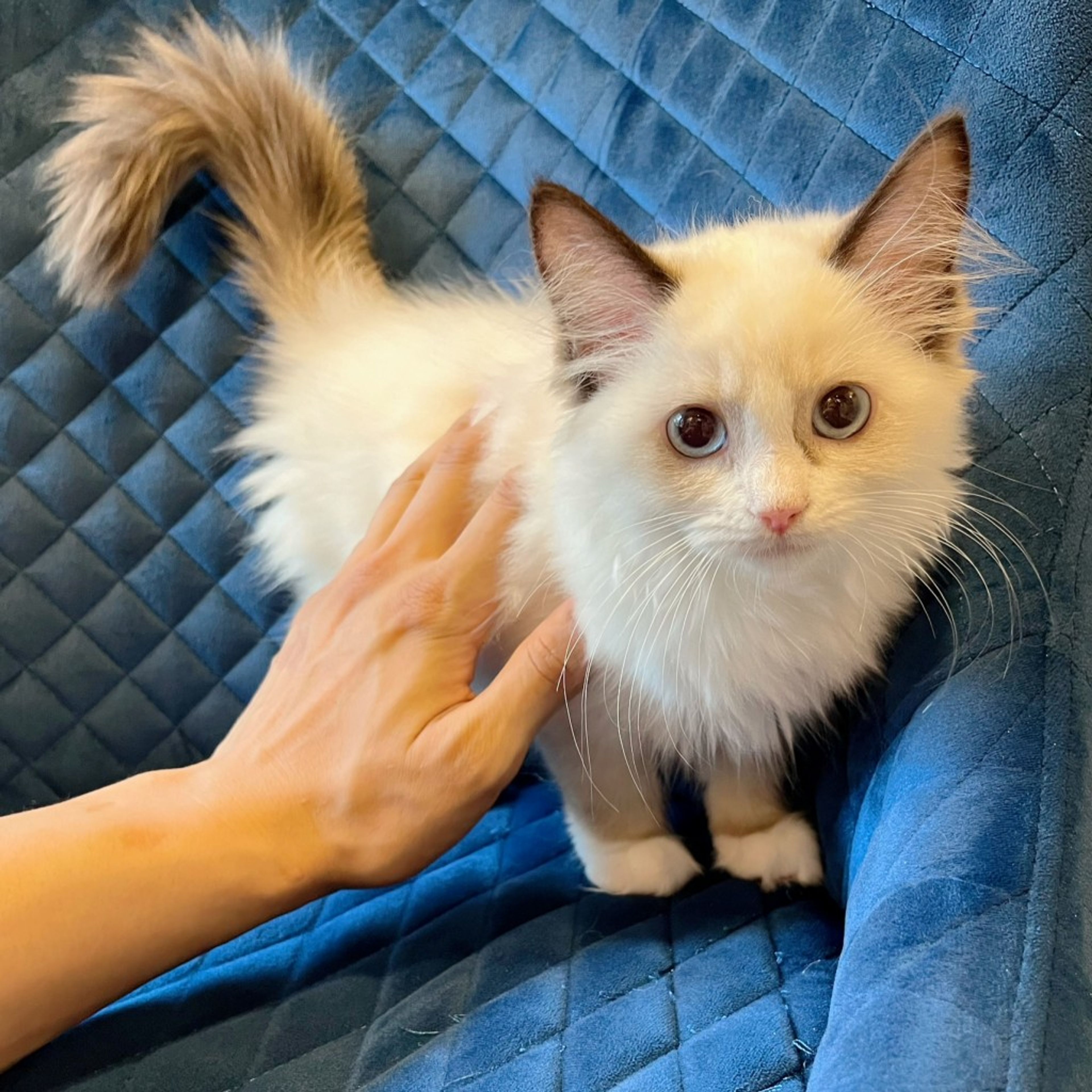 pet-image-5