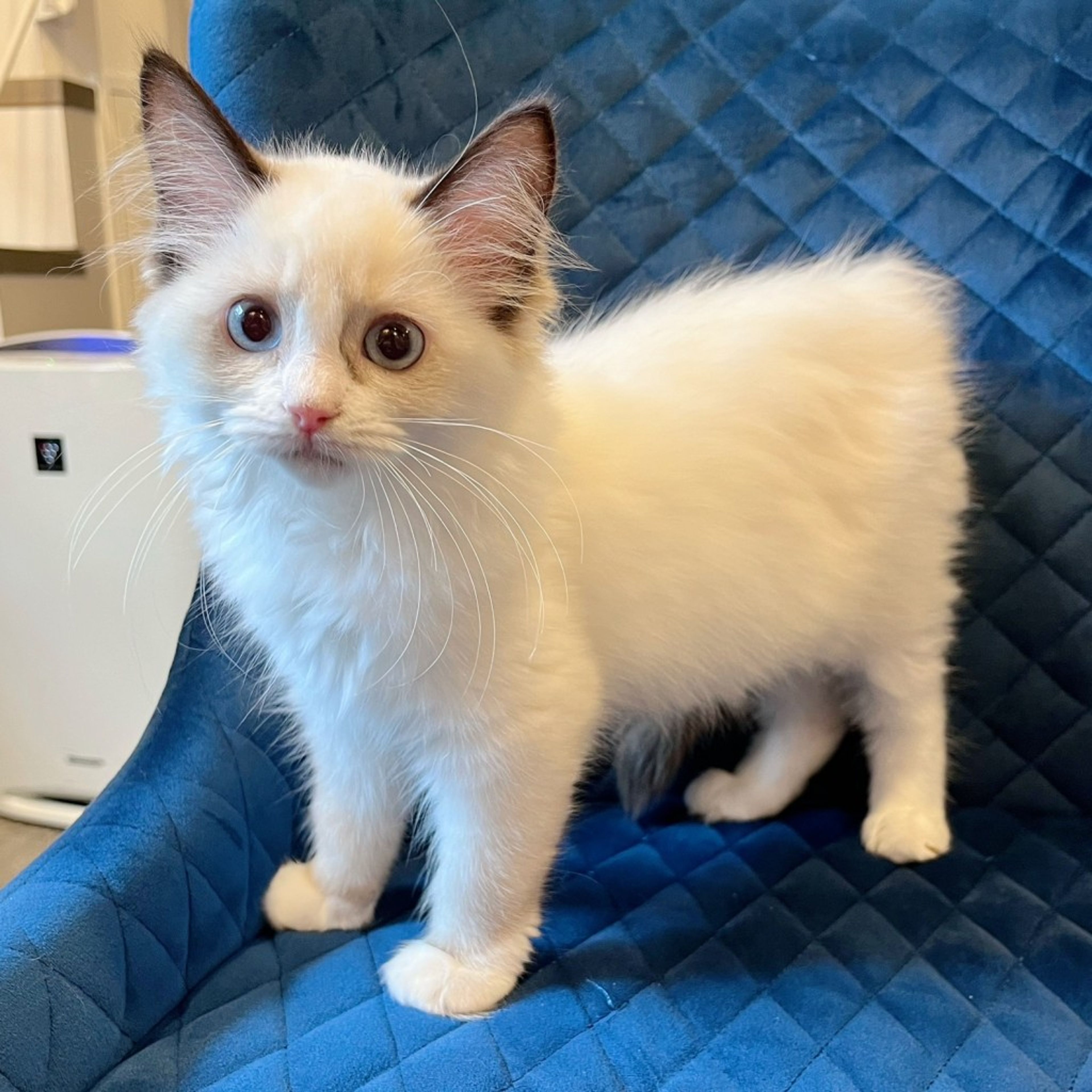 pet-image-6