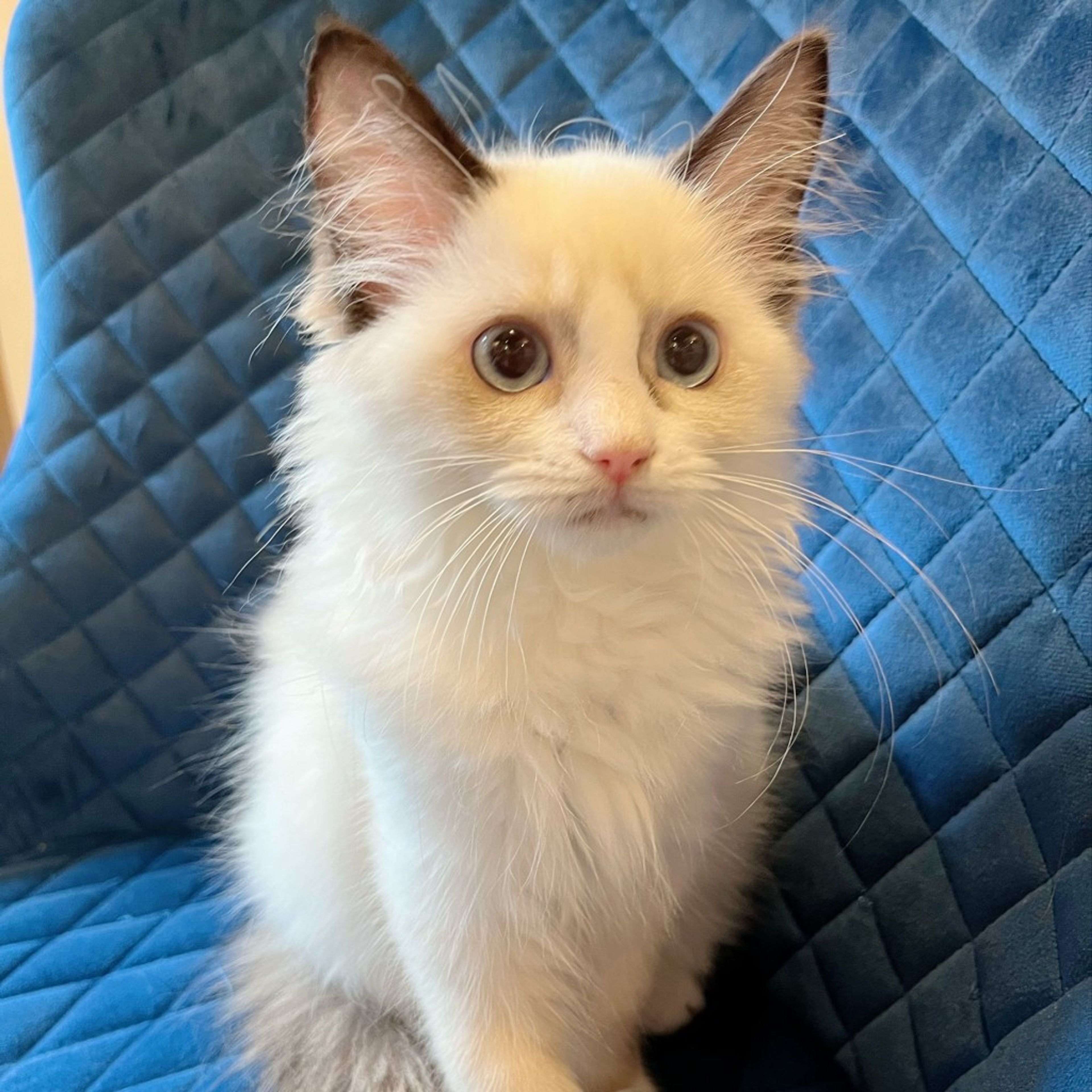 pet-image-7