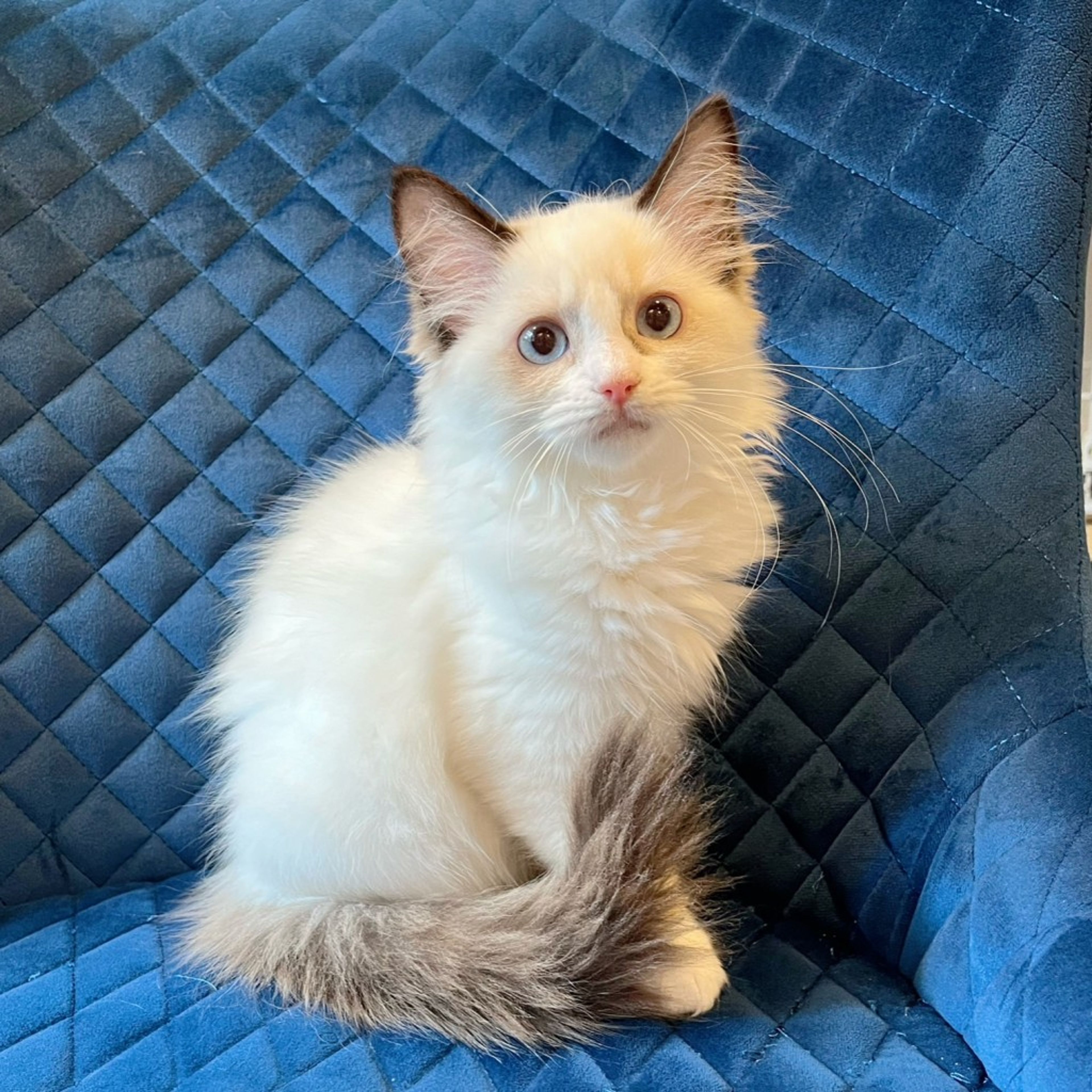 pet-image-8