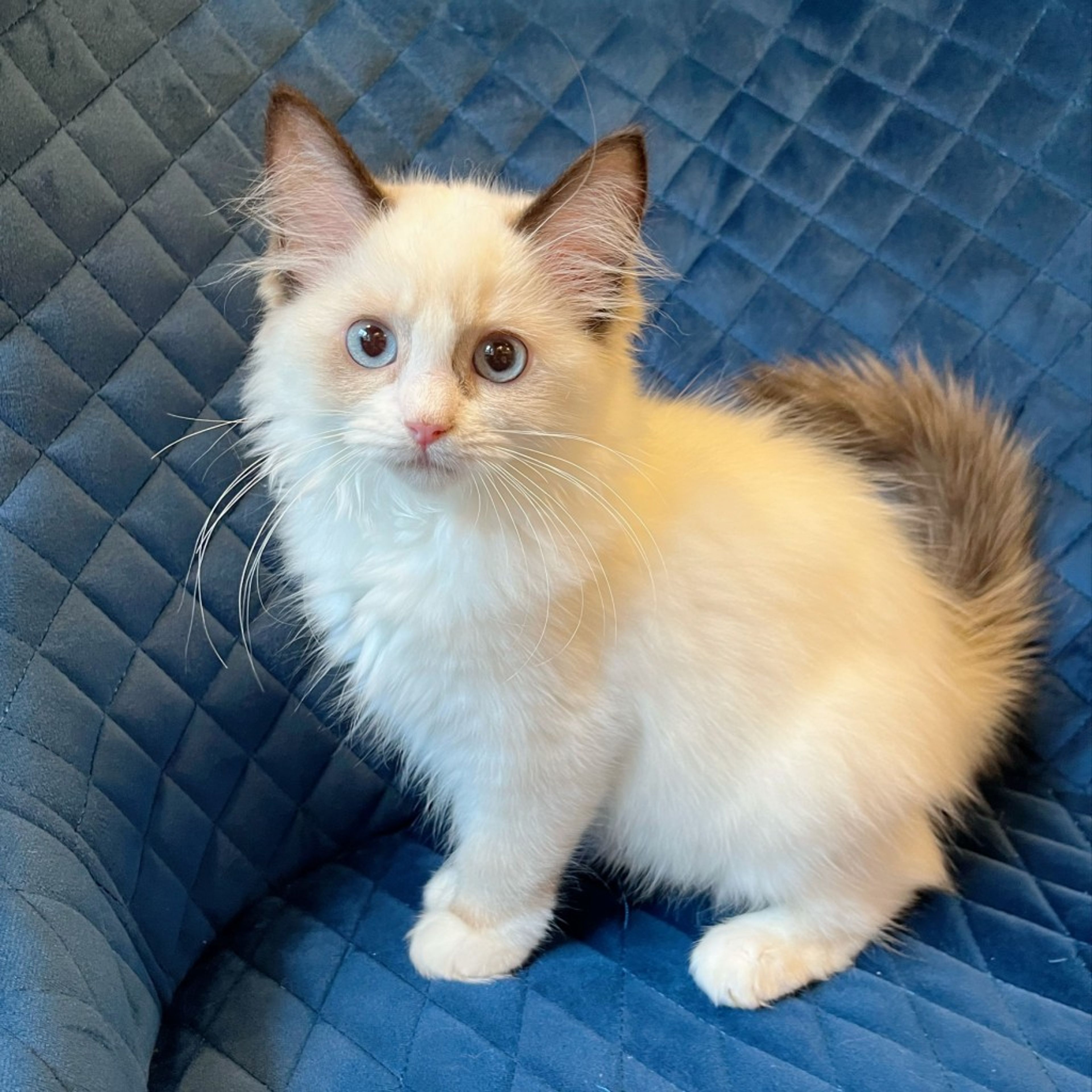 pet-image-4