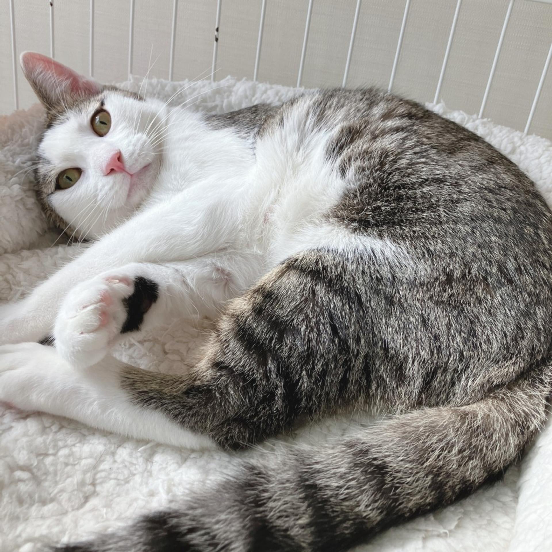 pet-image-4