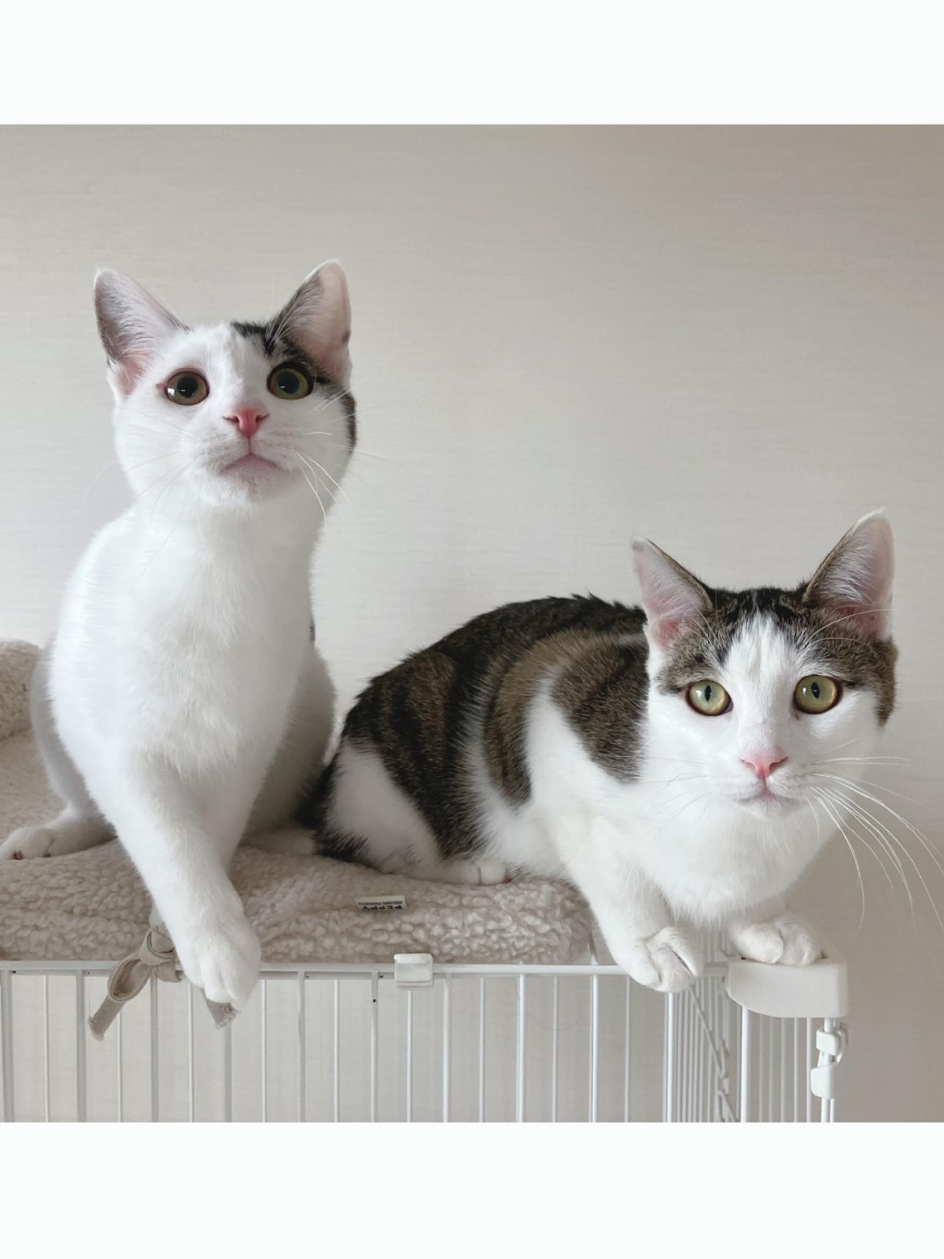 pet-image-5