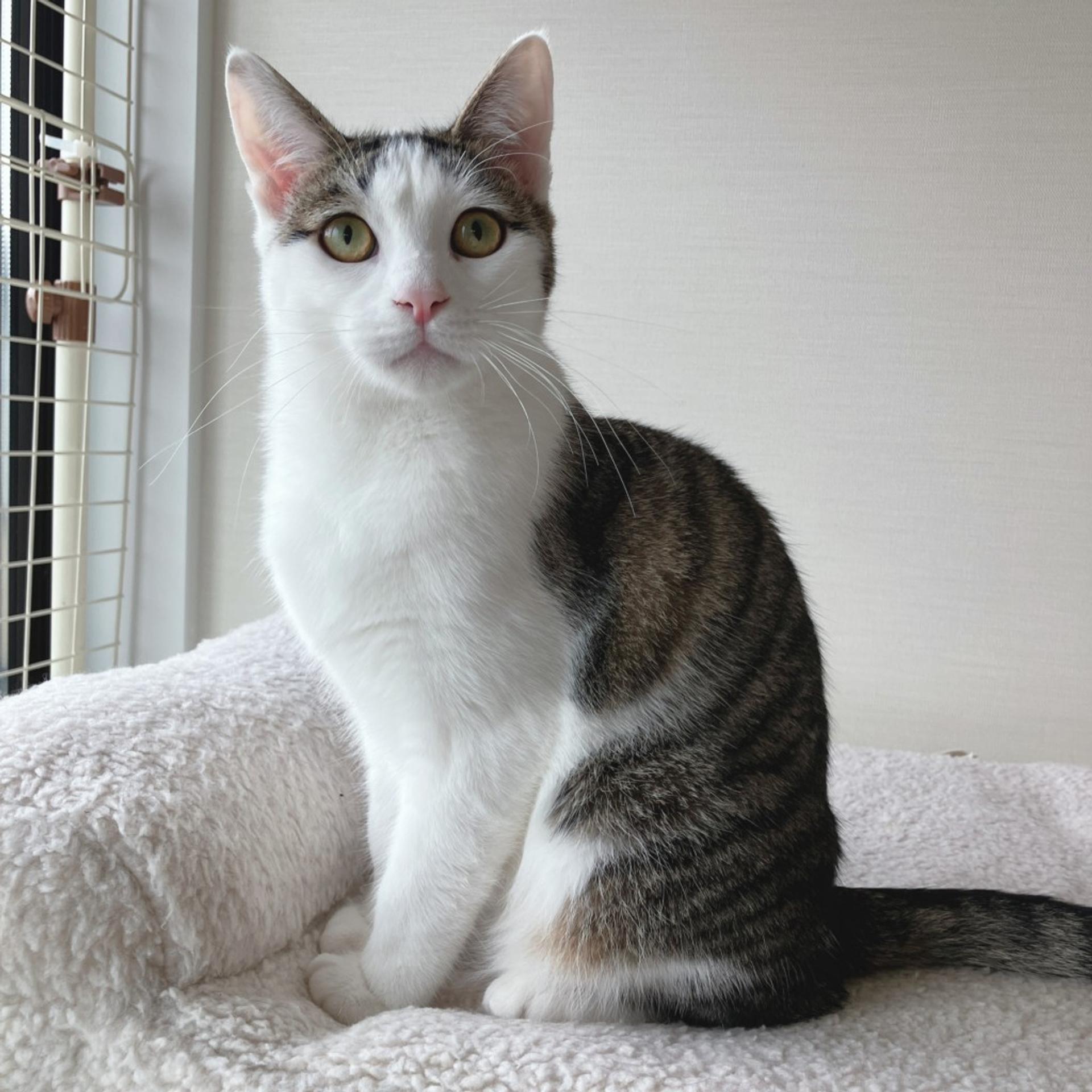 pet-image-3
