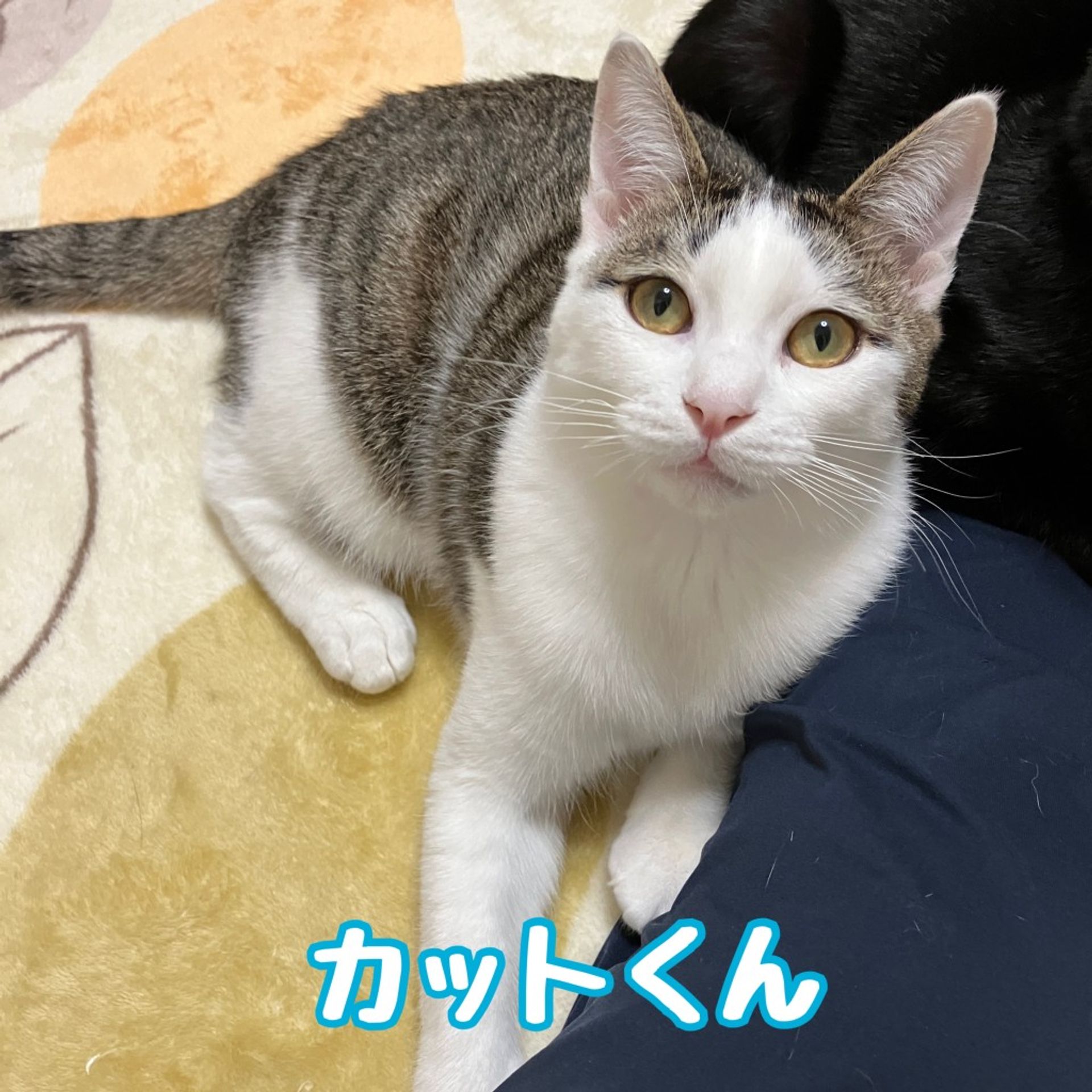 雑種（ミックス猫）・オスの里親募集の写真