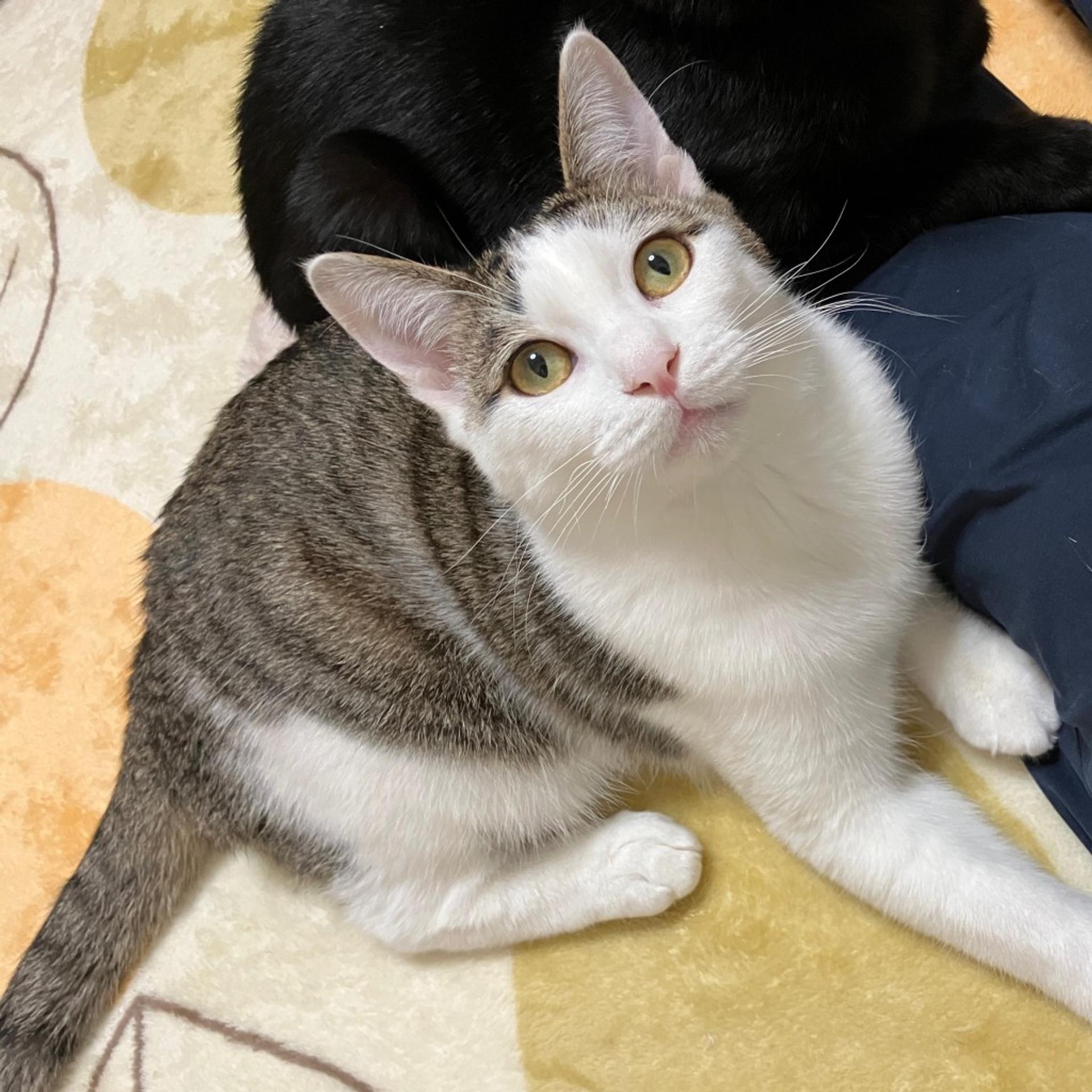 pet-image-2