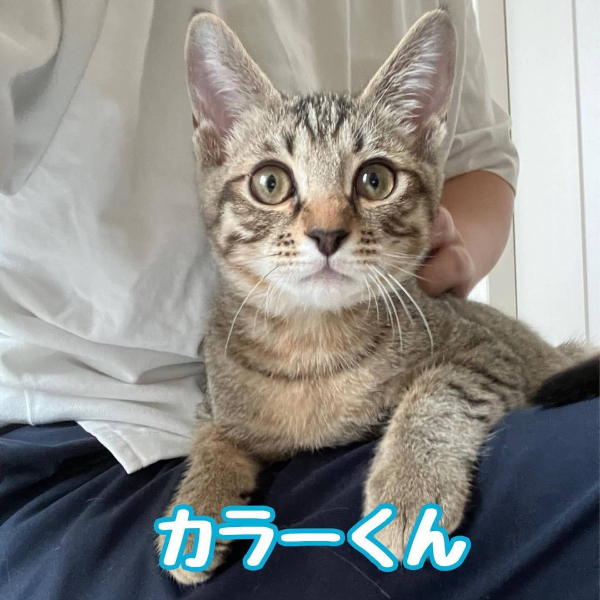 雑種（ミックス猫）・オスの里親募集の写真