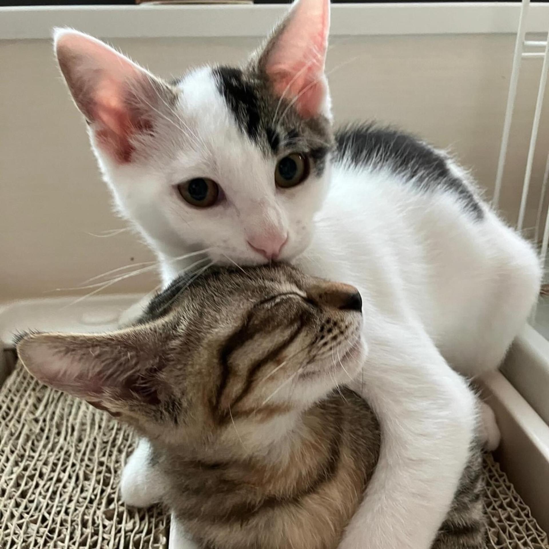 pet-image-3