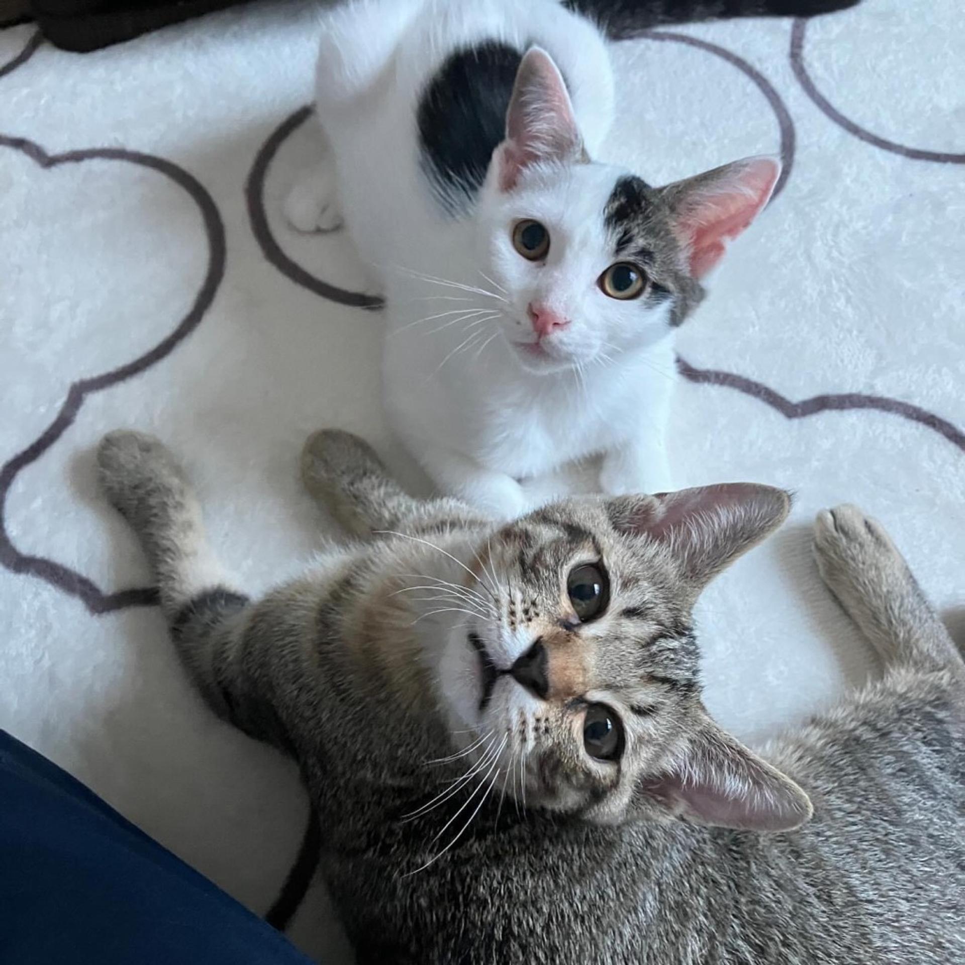 pet-image-4