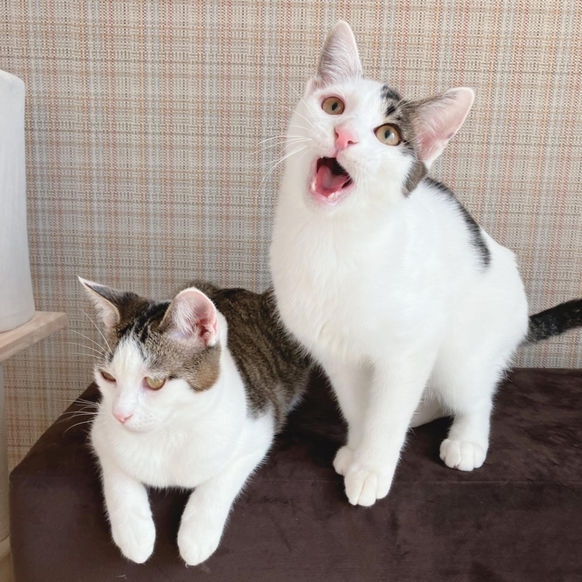 pet-image-6