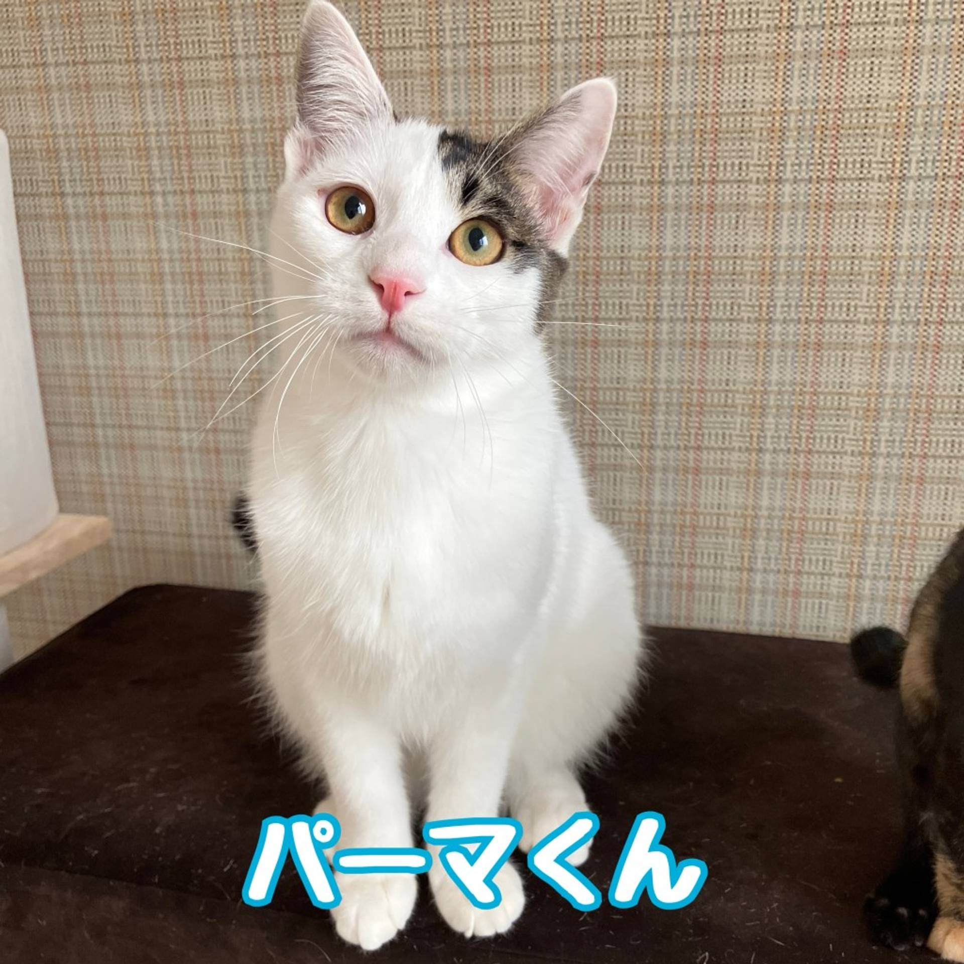 雑種（ミックス猫）・オスの里親募集の写真