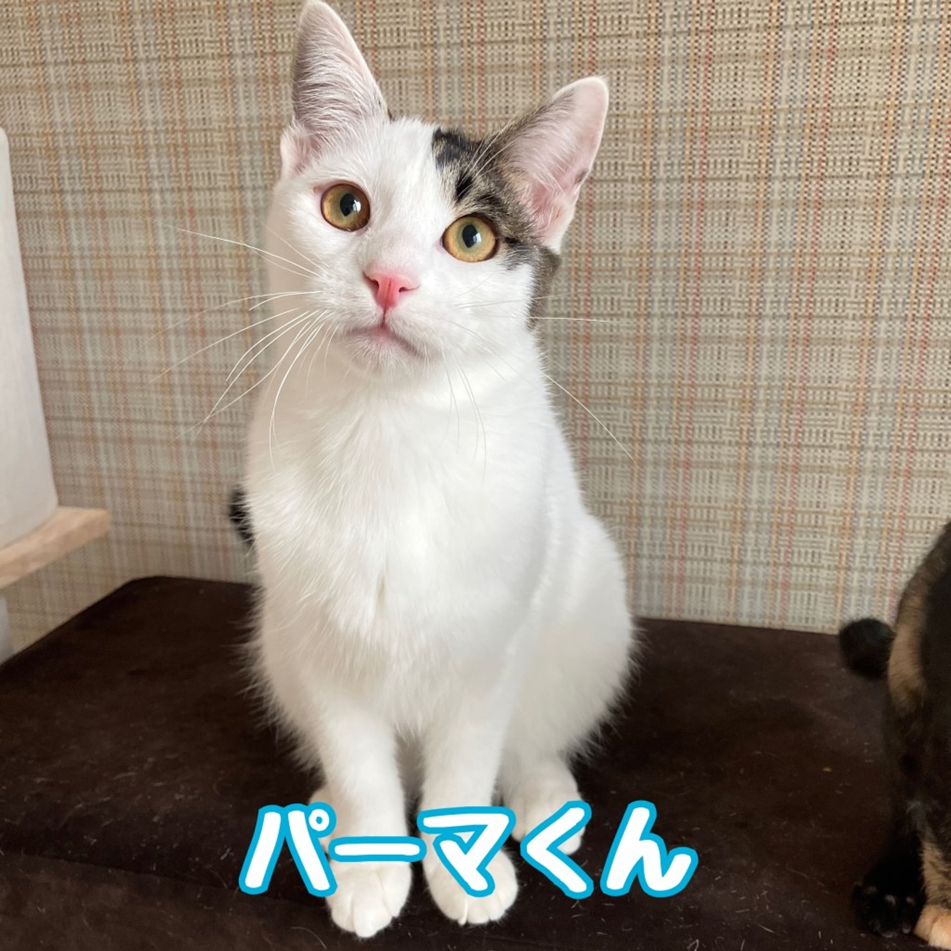 雑種（ミックス猫）・オスの里親募集の写真