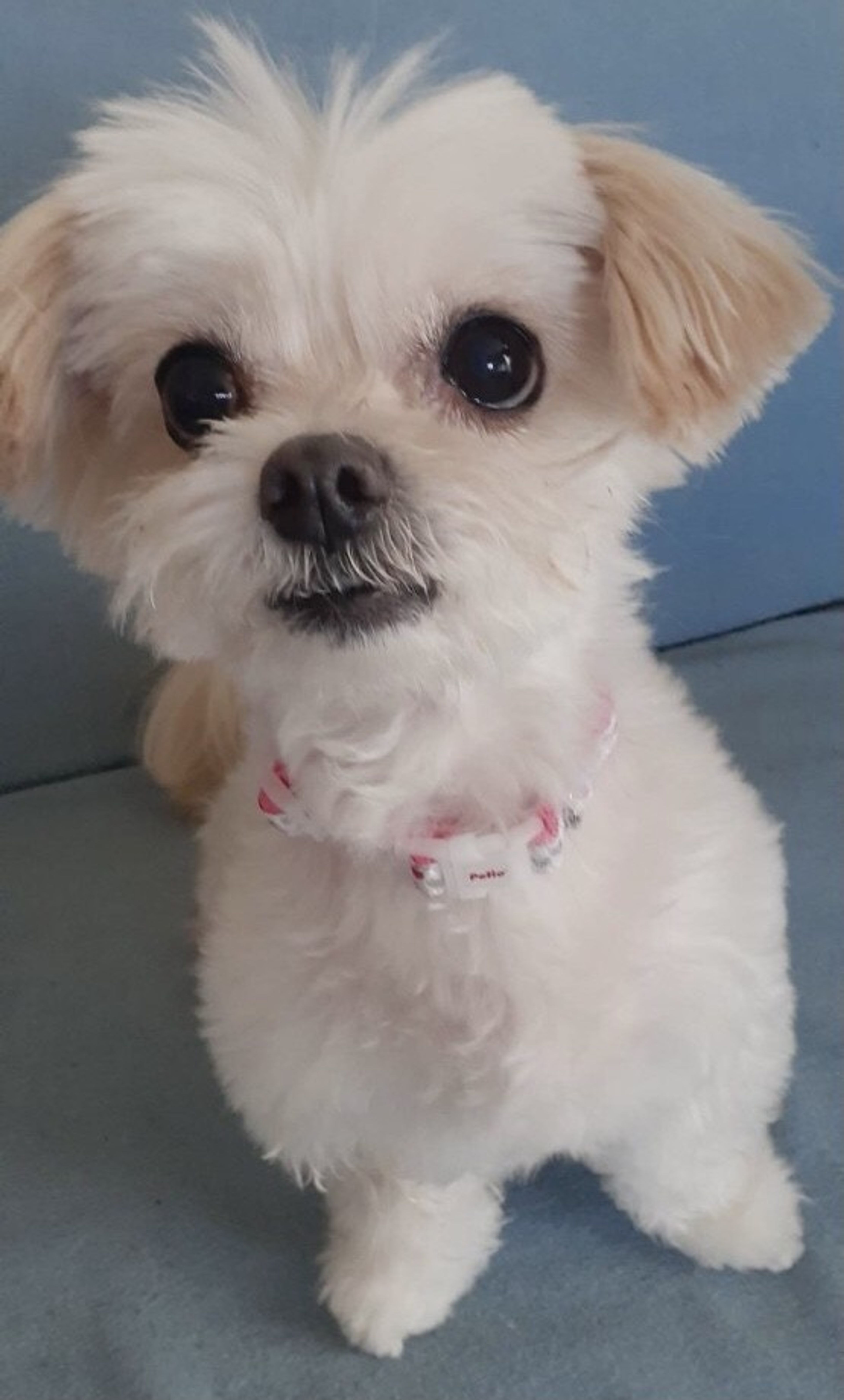 pet-image-3