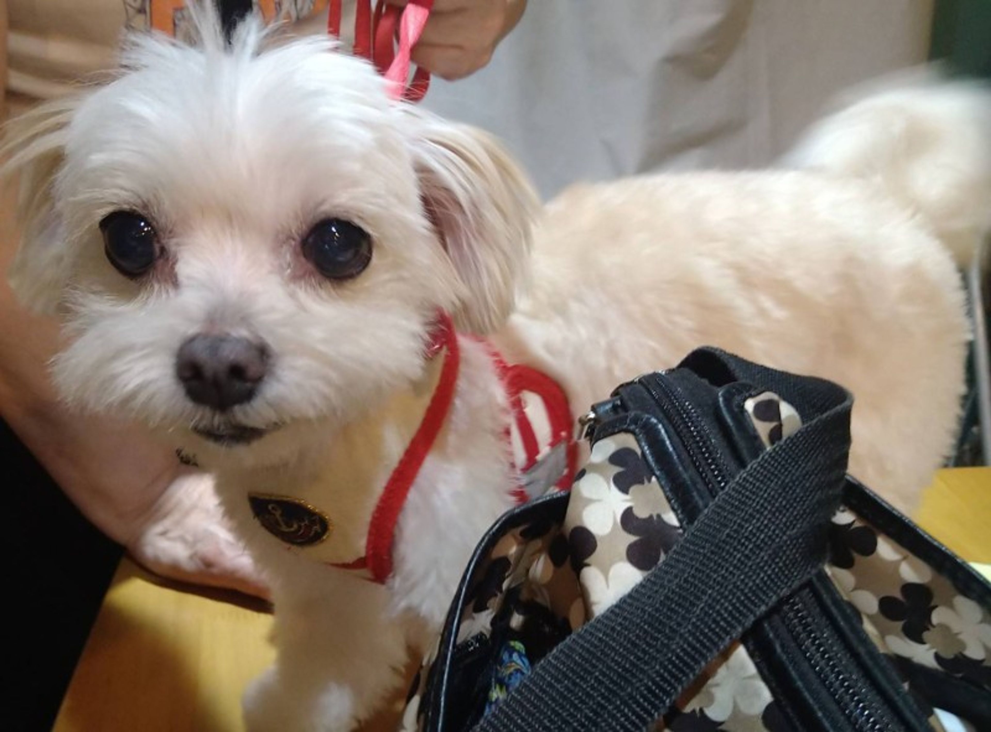 pet-image-4