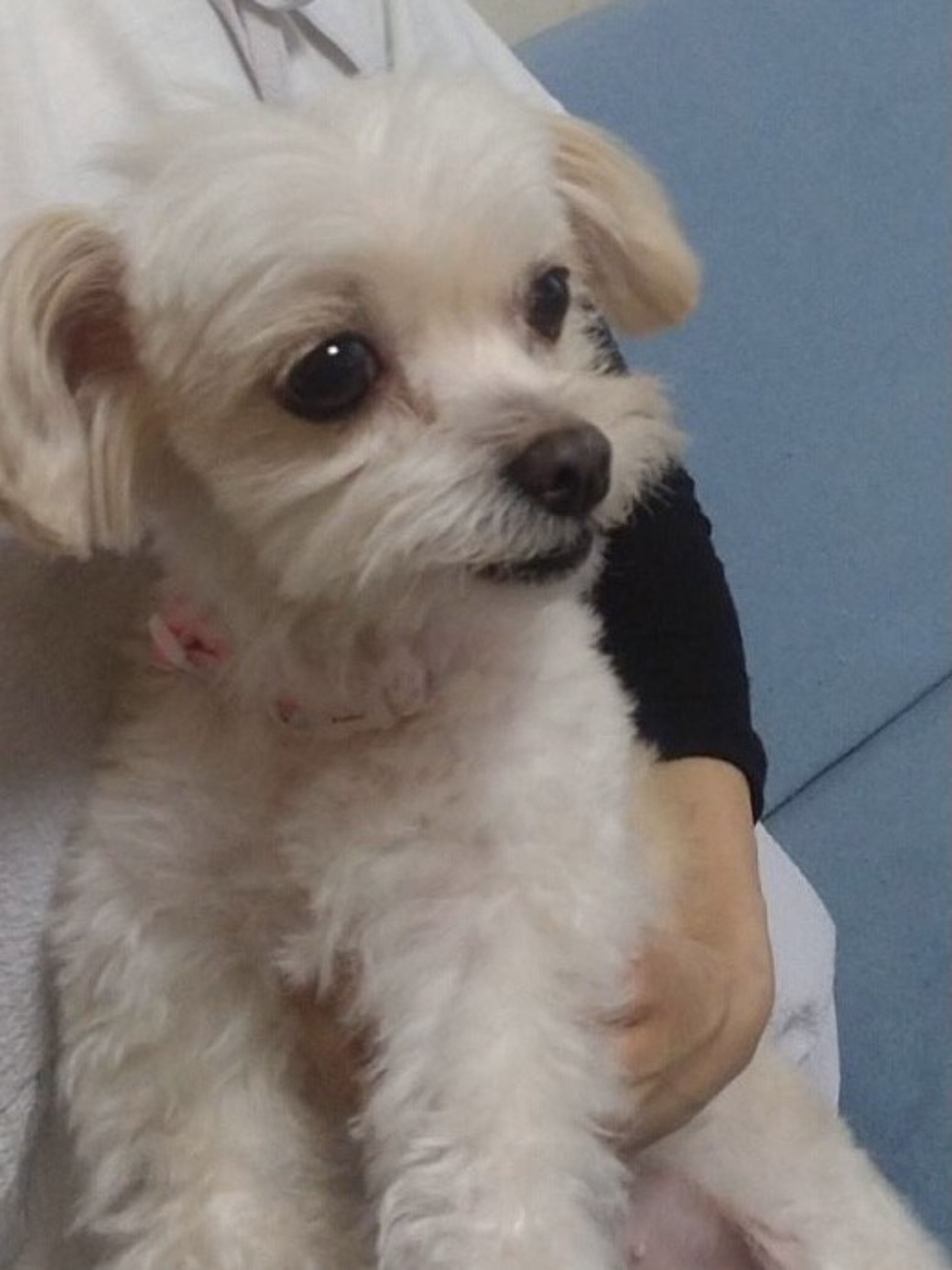 pet-image-5