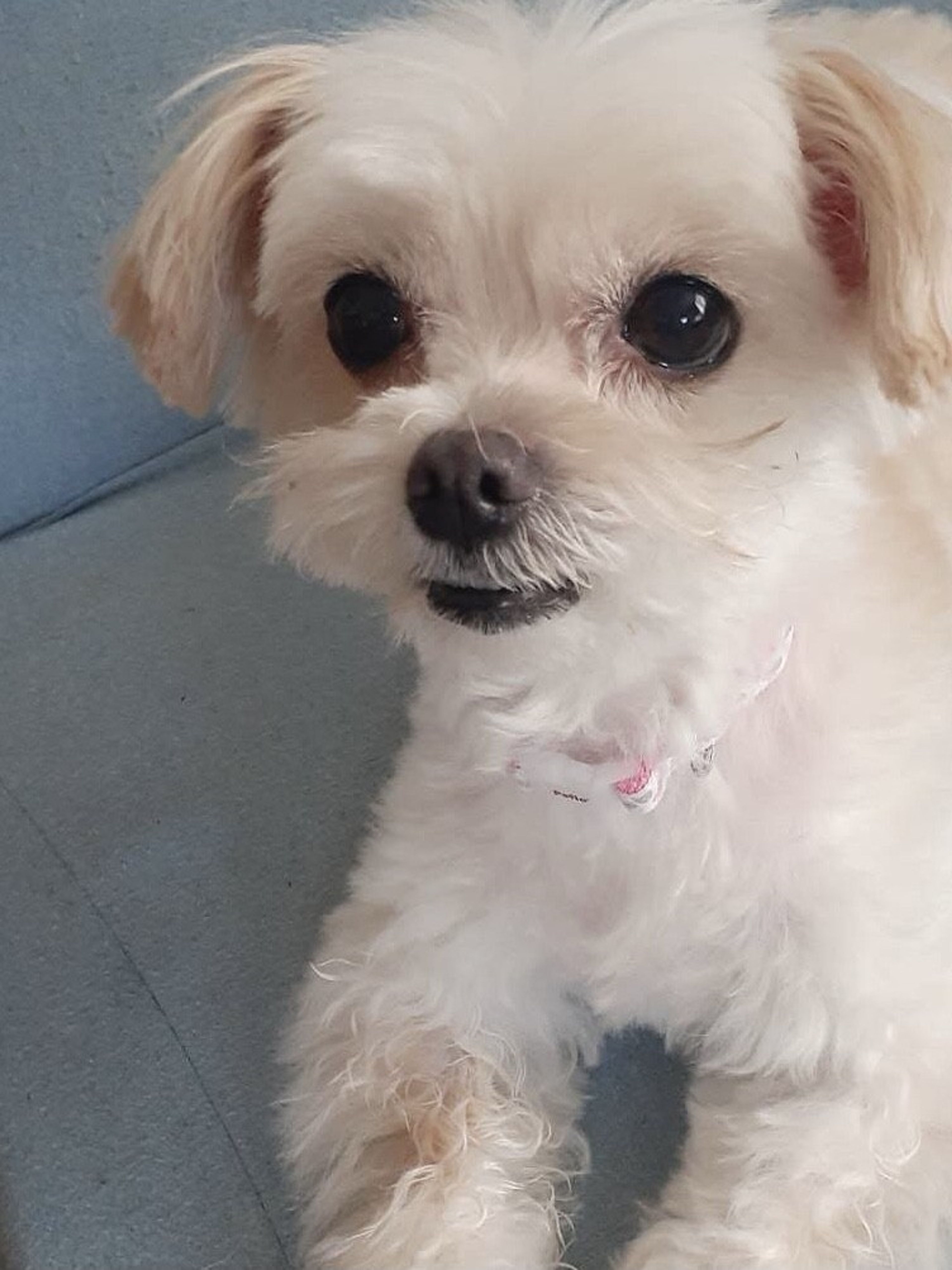 pet-image-2