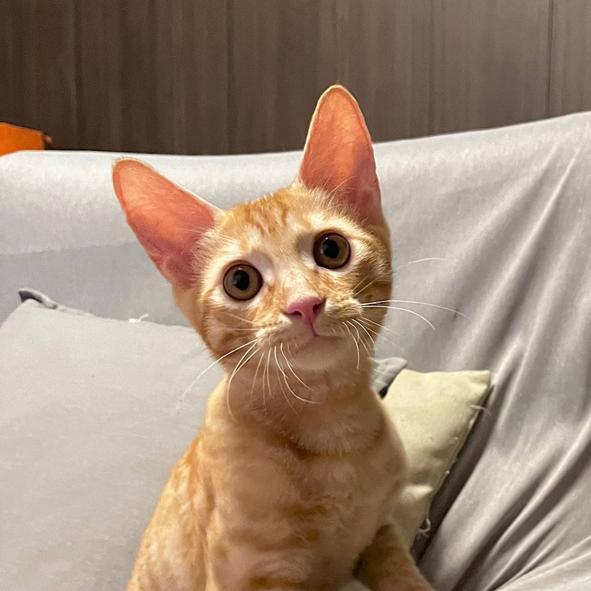 雑種（ミックス猫）・オスの里親募集の写真
