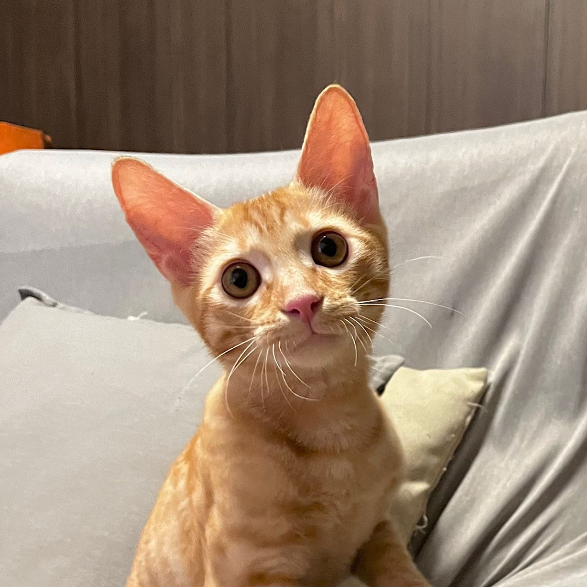 雑種（ミックス猫）・オスの里親募集の写真