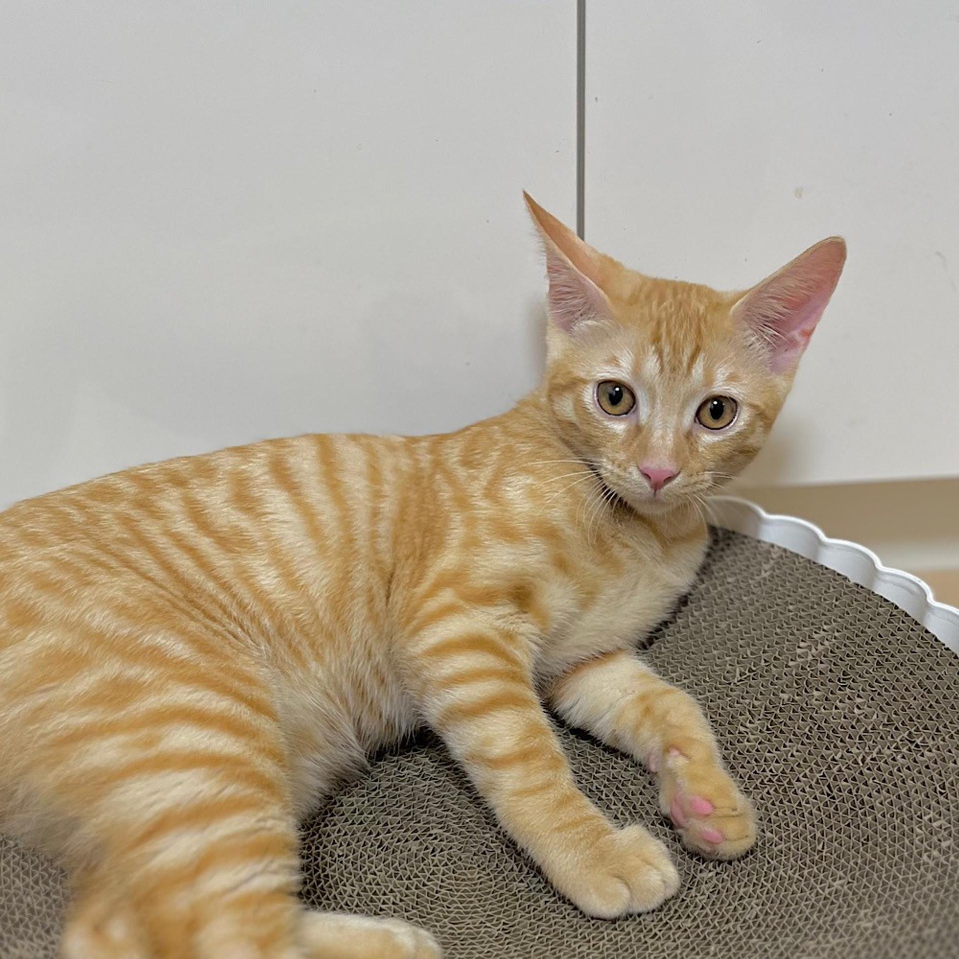 pet-image-2