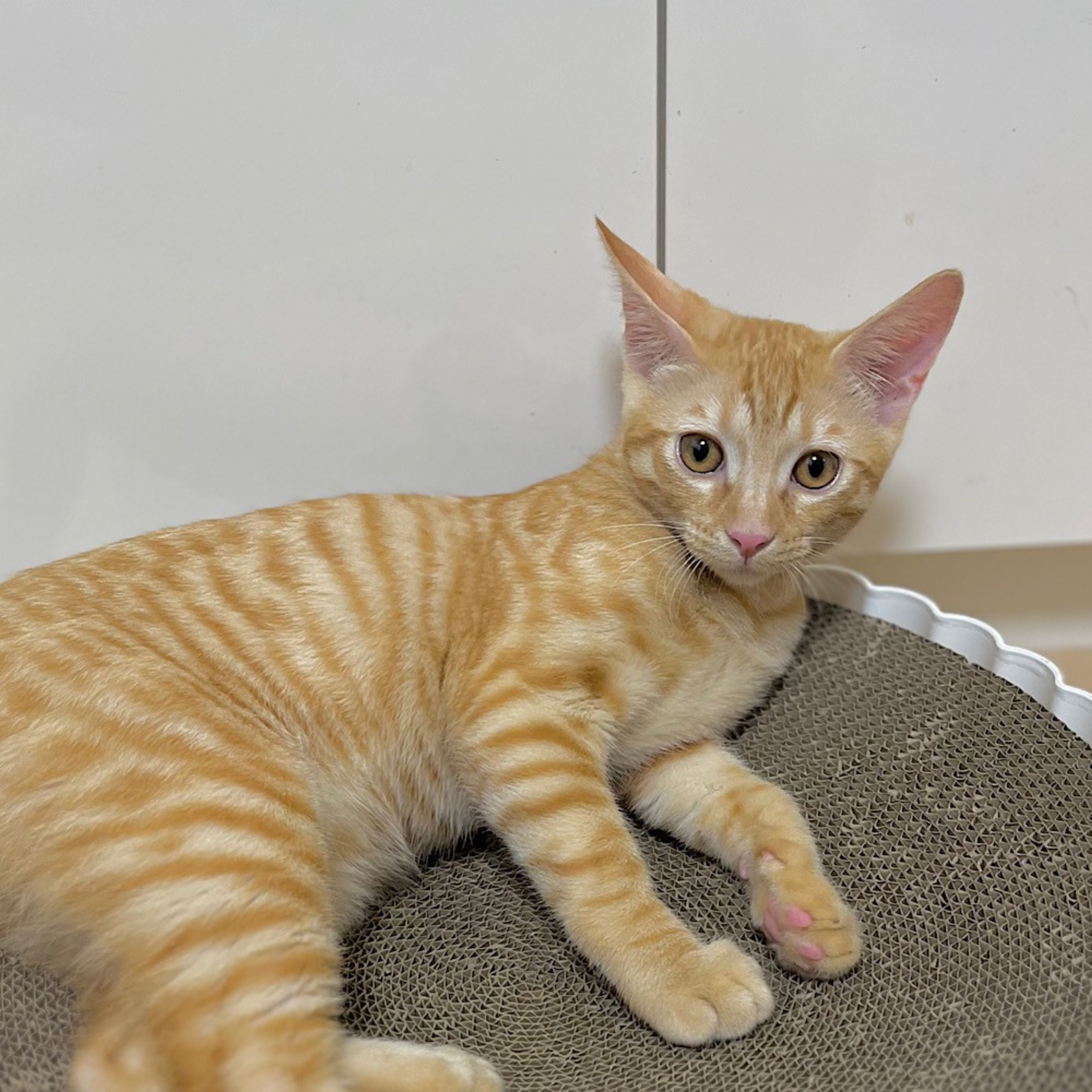 pet-image-2