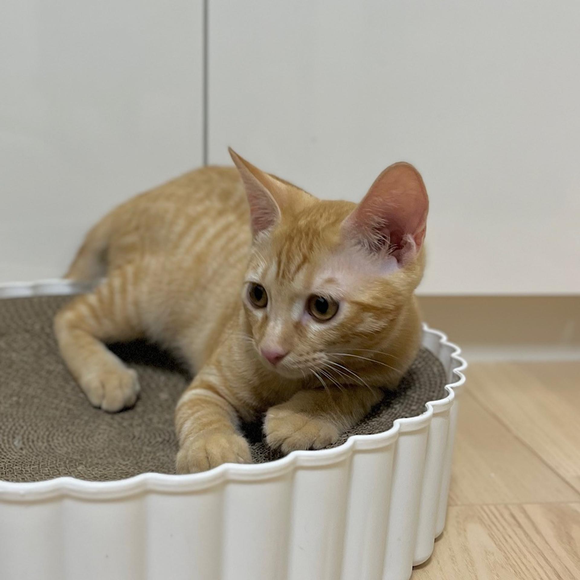 pet-image-3