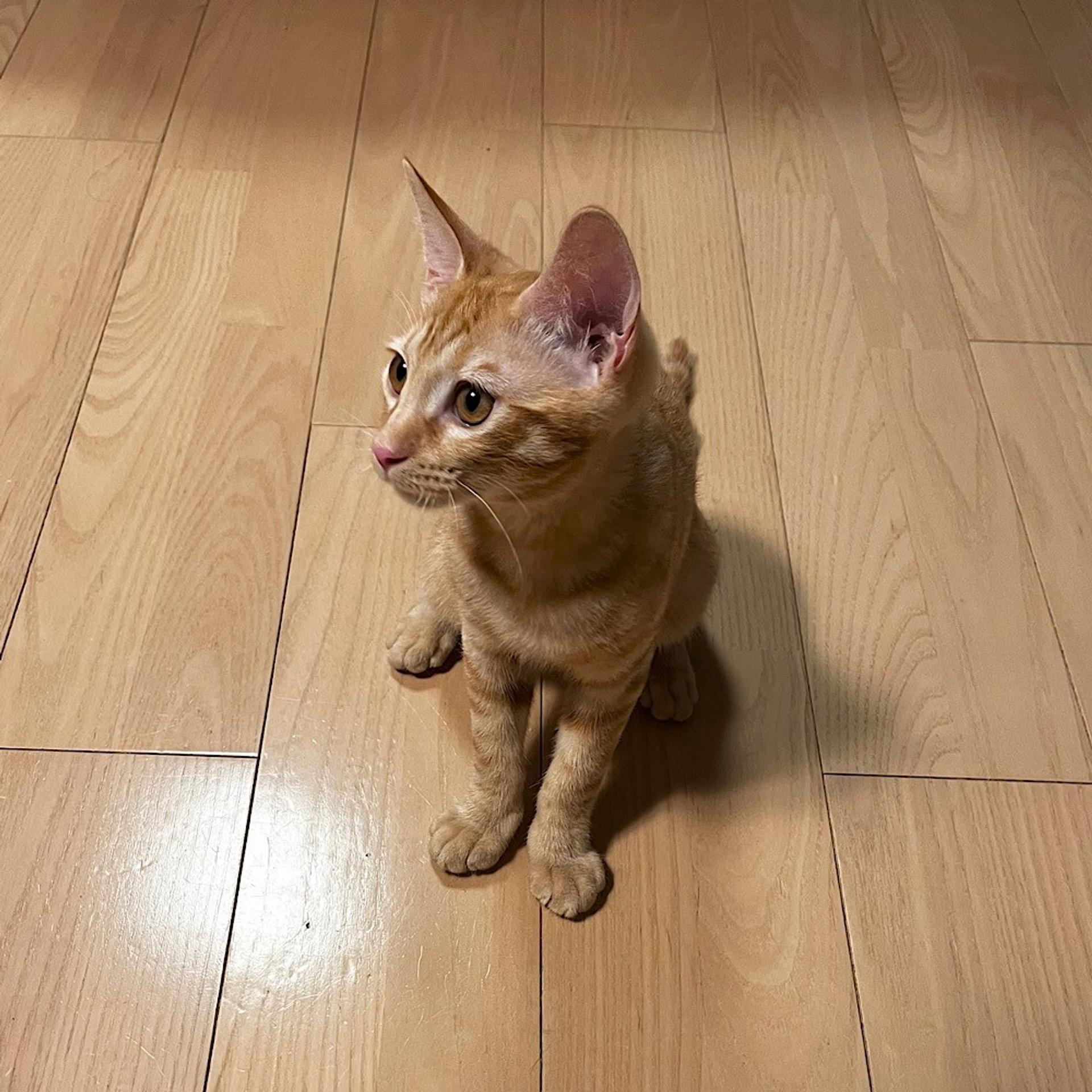 pet-image-4