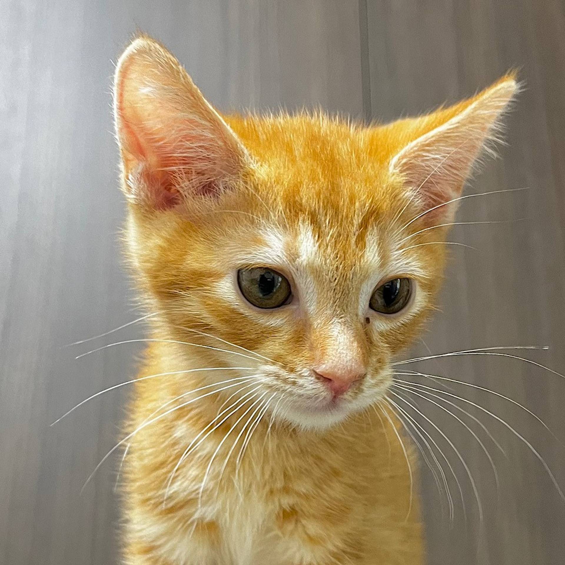 雑種（ミックス猫）・オスの里親募集の写真