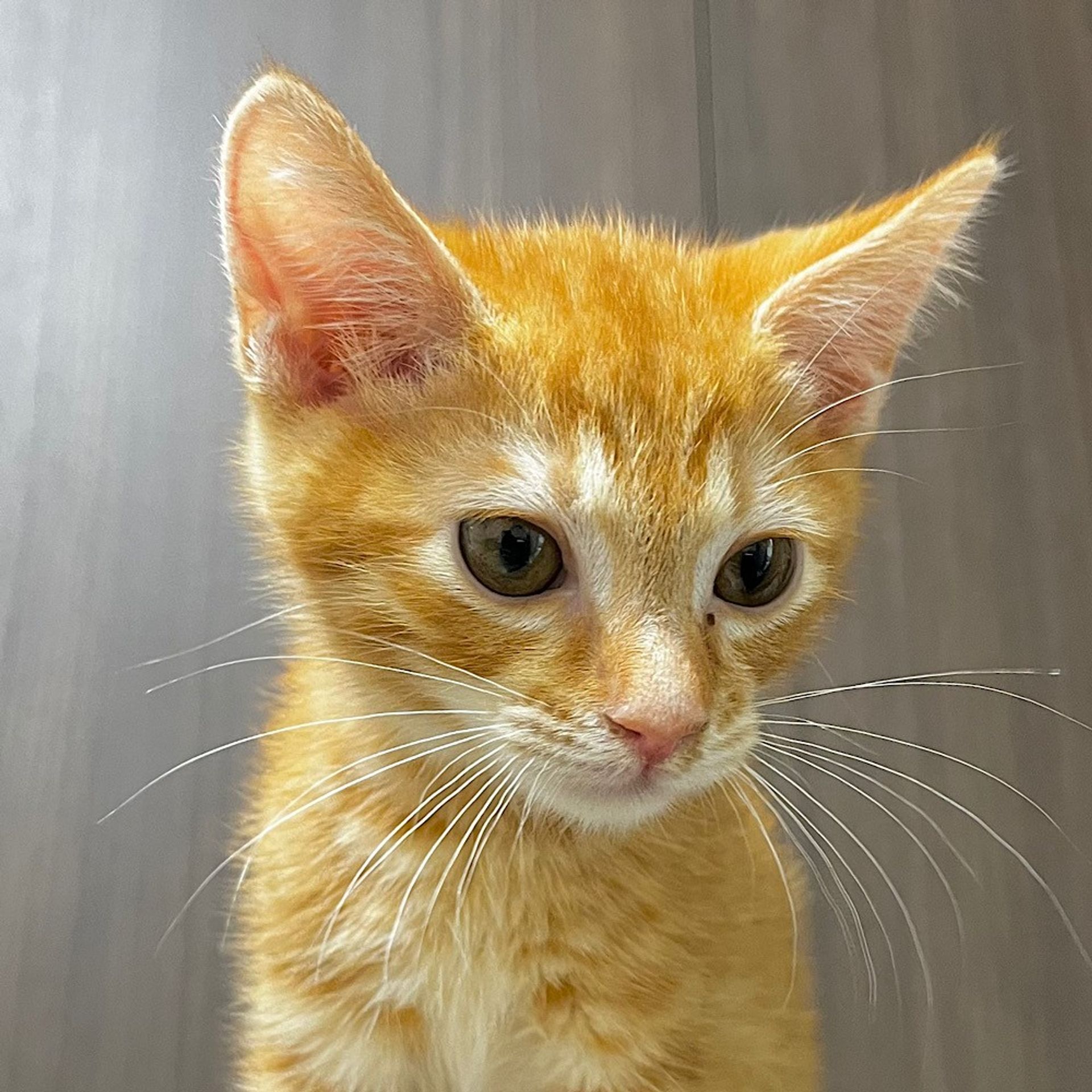 雑種（ミックス猫）・オスの里親募集の写真