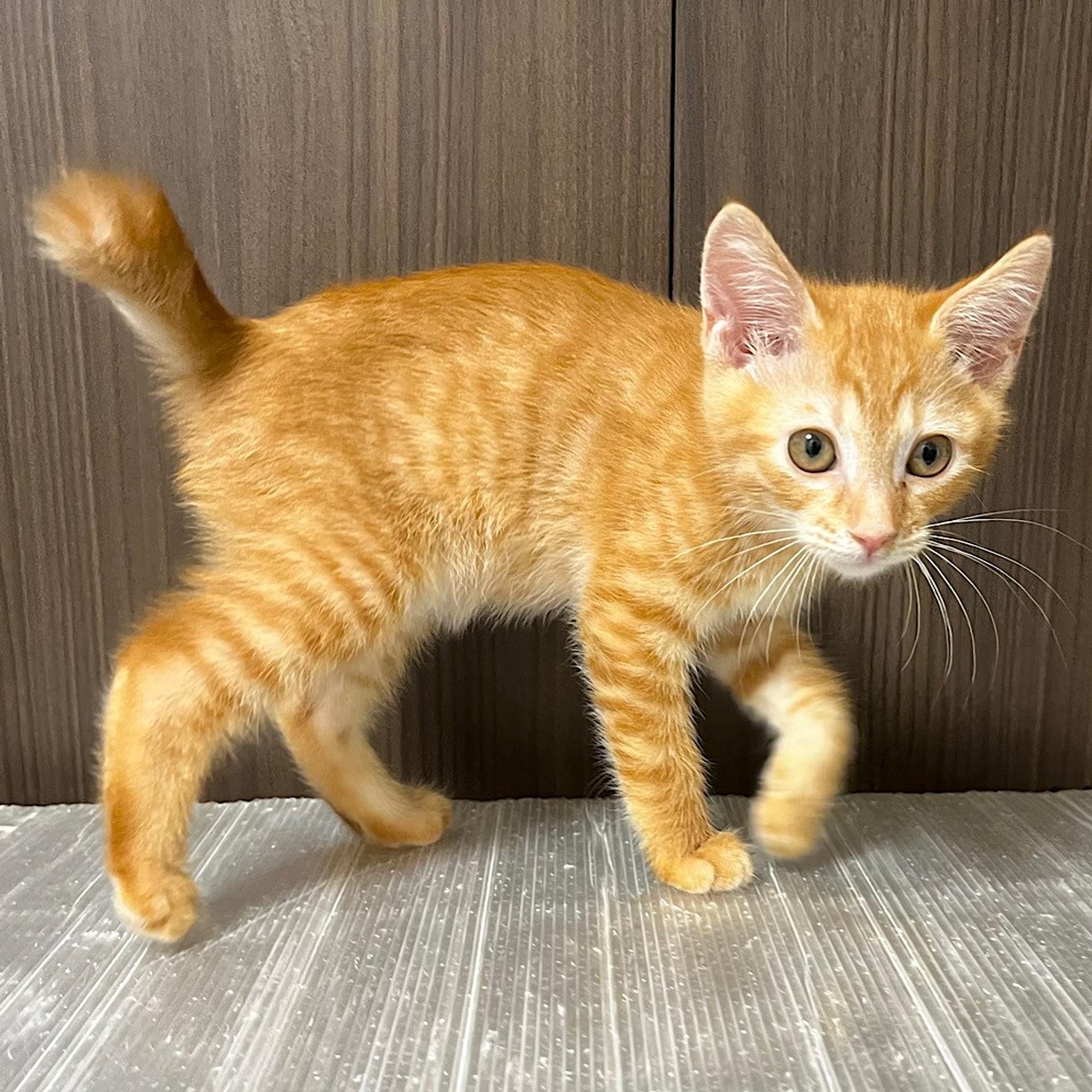pet-image-5