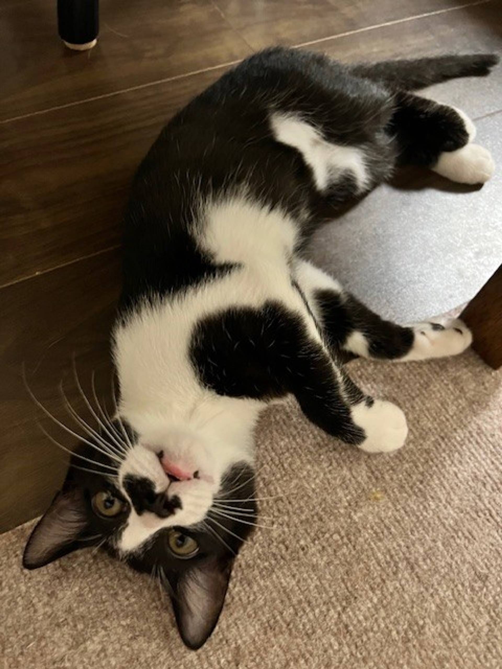 雑種（ミックス猫）・オスの里親募集の写真