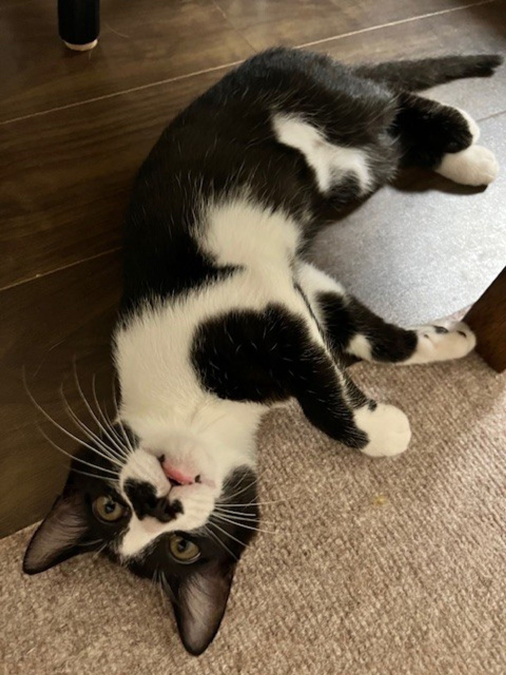 雑種（ミックス猫）・オスの里親募集の写真