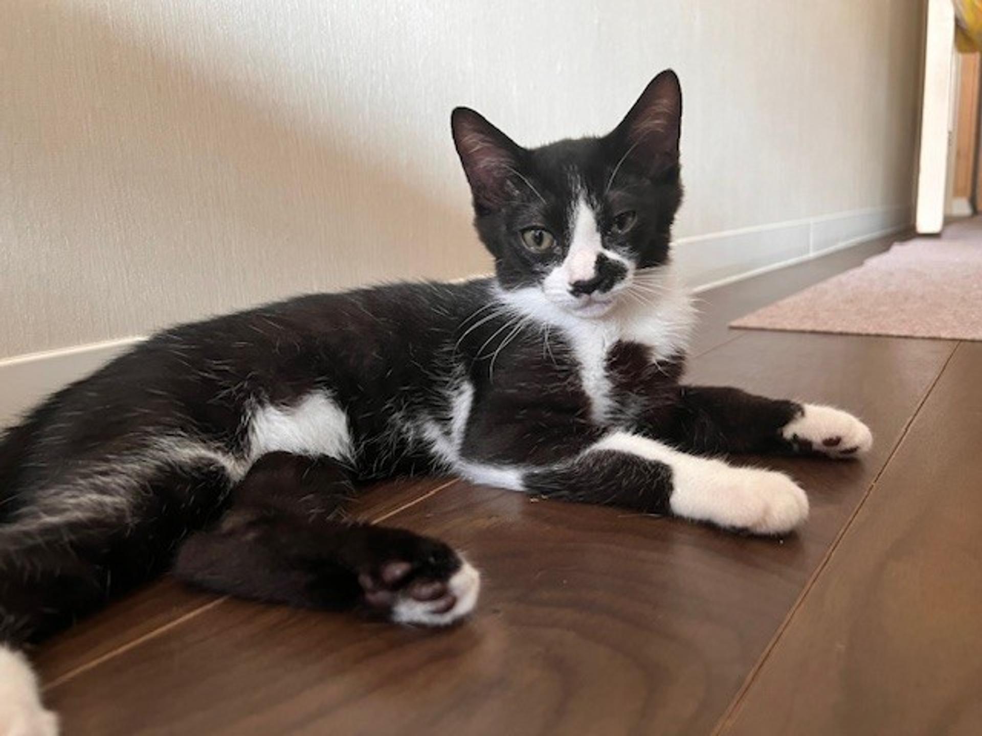 pet-image-5