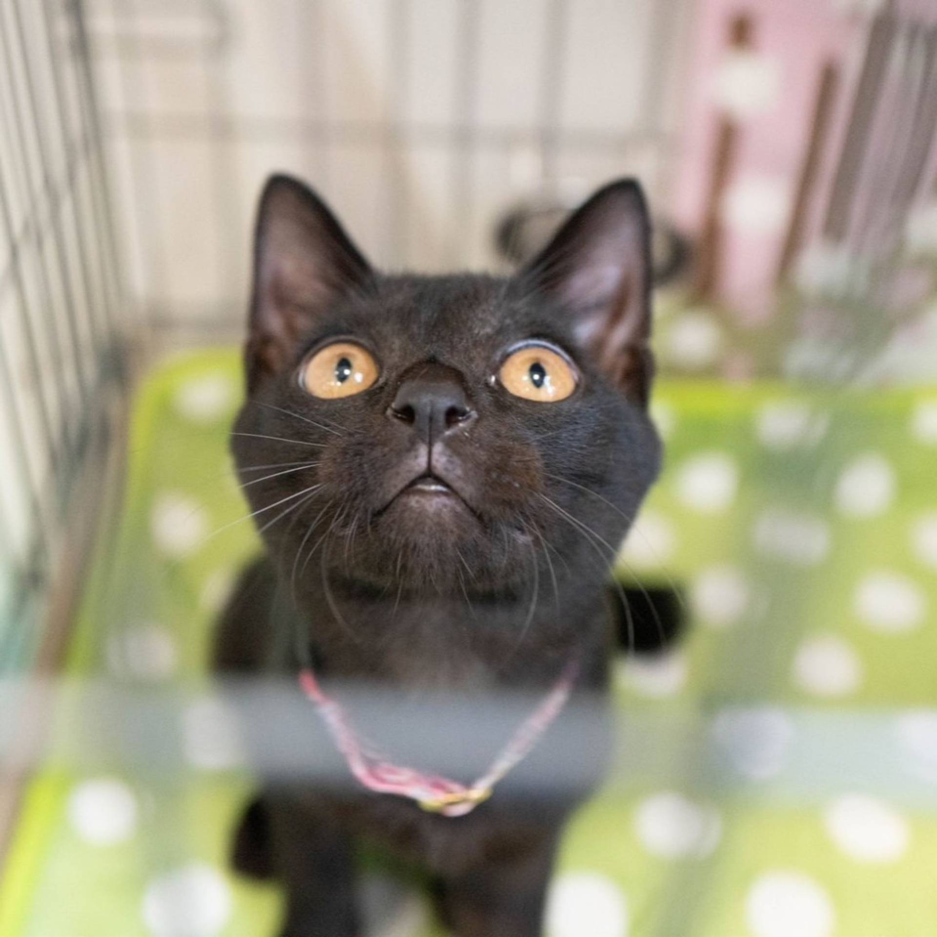 雑種（ミックス猫）・メスの里親募集の写真
